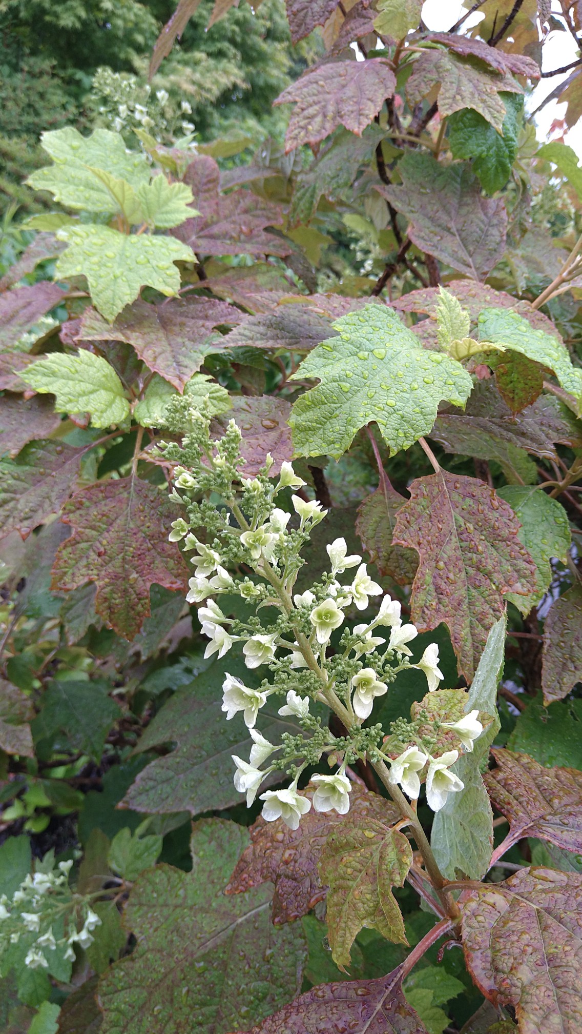 観音寺 広島市佐伯区 あじさいの名所 にったんさんのモーメント Yamap ヤマップ