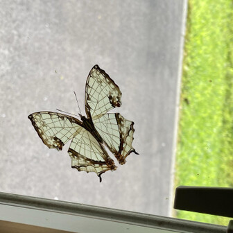 ビターなオレンジ