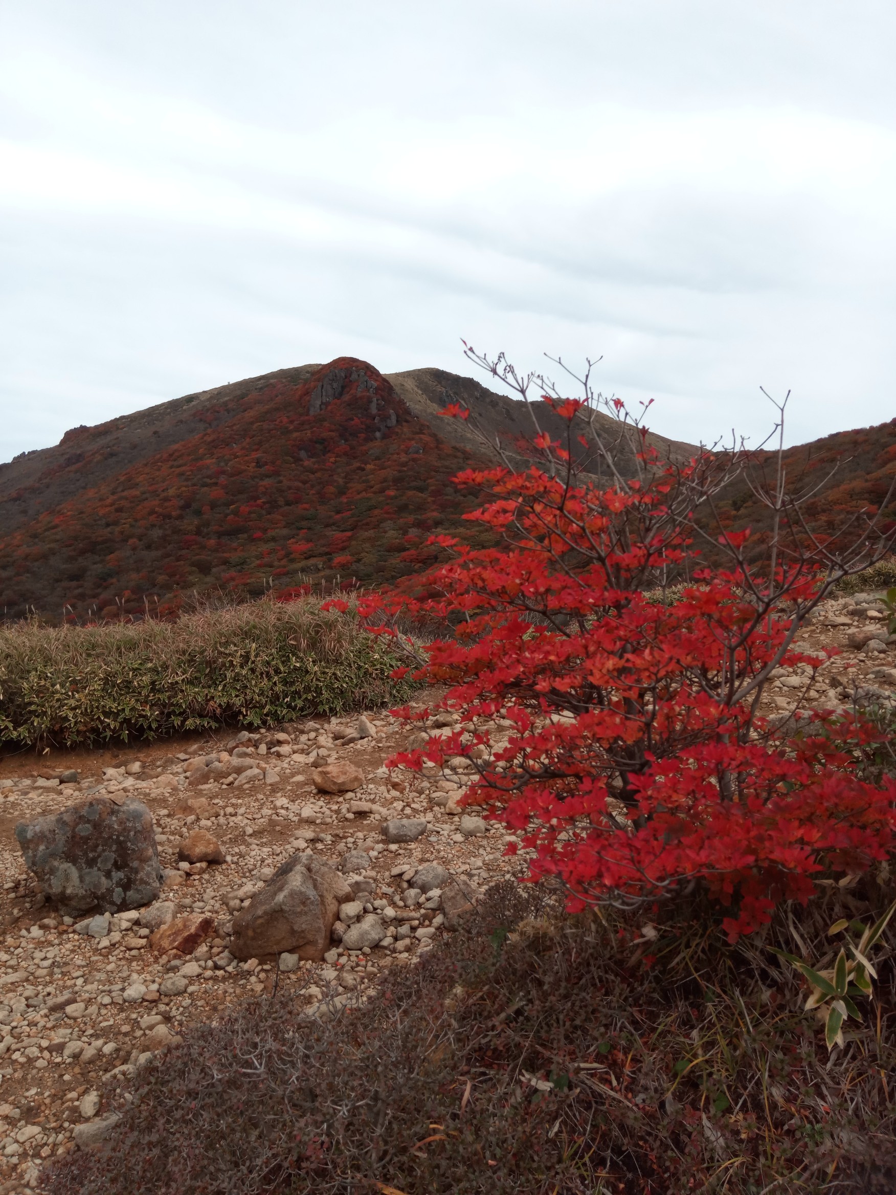 紅葉ロード 久住山 中岳 星生山 19 10 たかたか と 日産リーフ号 さんの九重山 久住山 大船山 星生山の活動データ Yamap ヤマップ