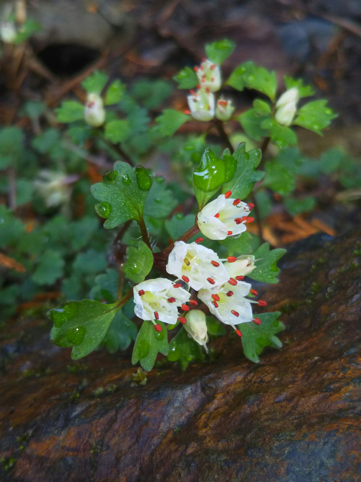 ハナネコノメソウを求めて裏高尾 軟弱なのよさんの高尾山 陣馬山 景信山の活動データ Yamap ヤマップ
