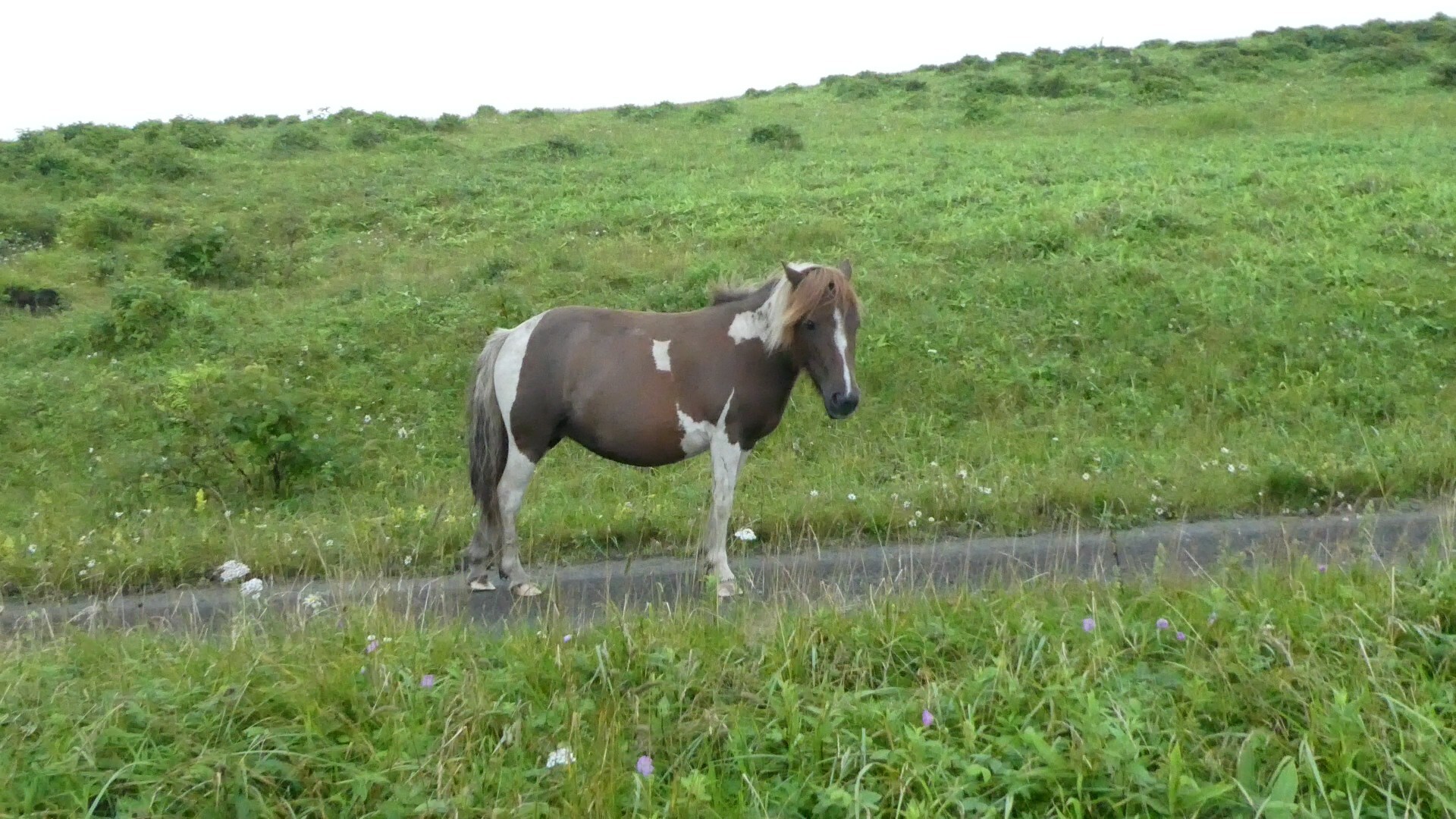 汐首山 野生の馬に道を譲る Chibitaさんの汐首山の活動日記 Yamap ヤマップ