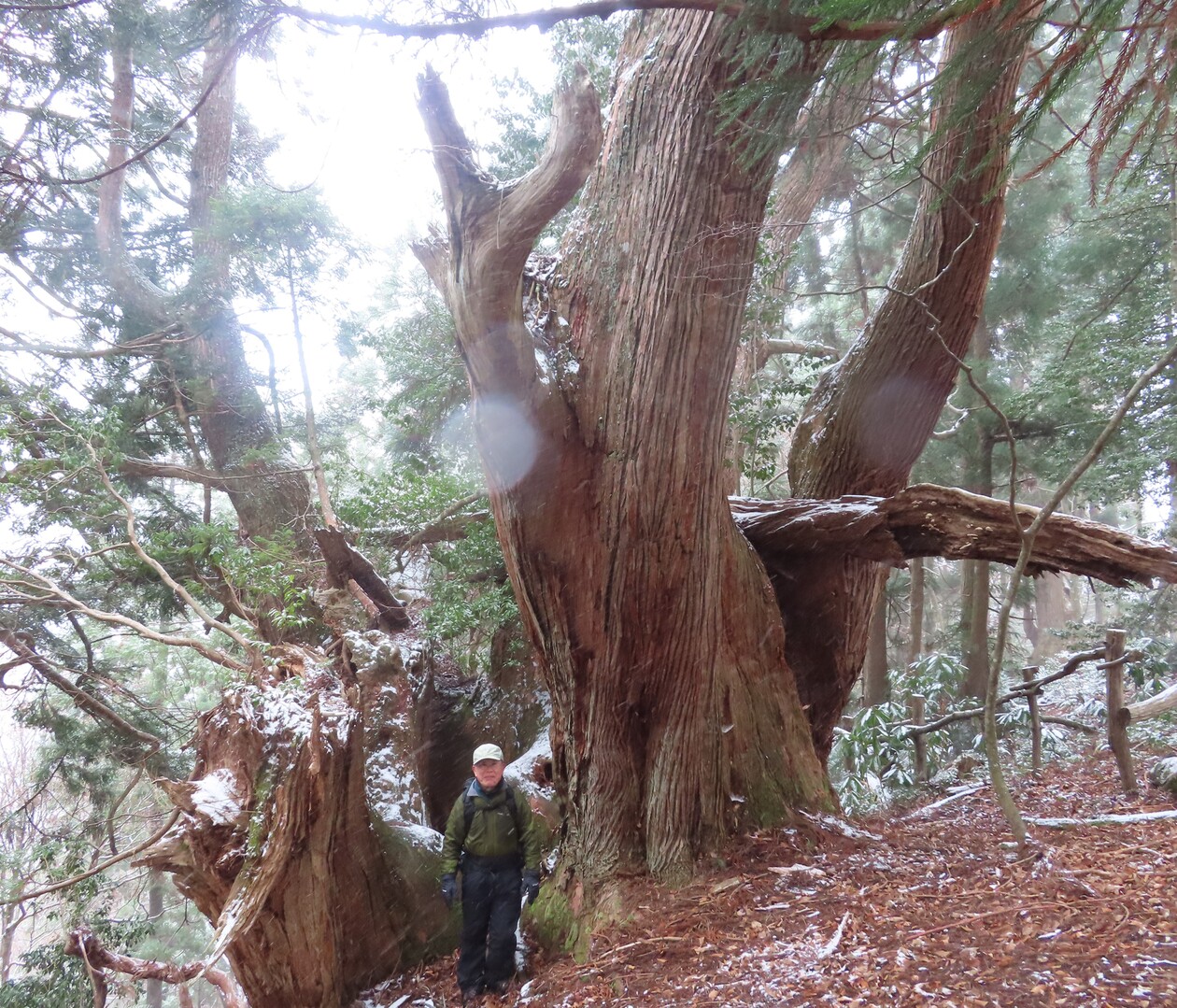片波川伏条台杉群生地 18 12 09 Ss43mさんの鍋谷山 井ノ口山 湯槽山 片波山 の活動日記 Yamap ヤマップ