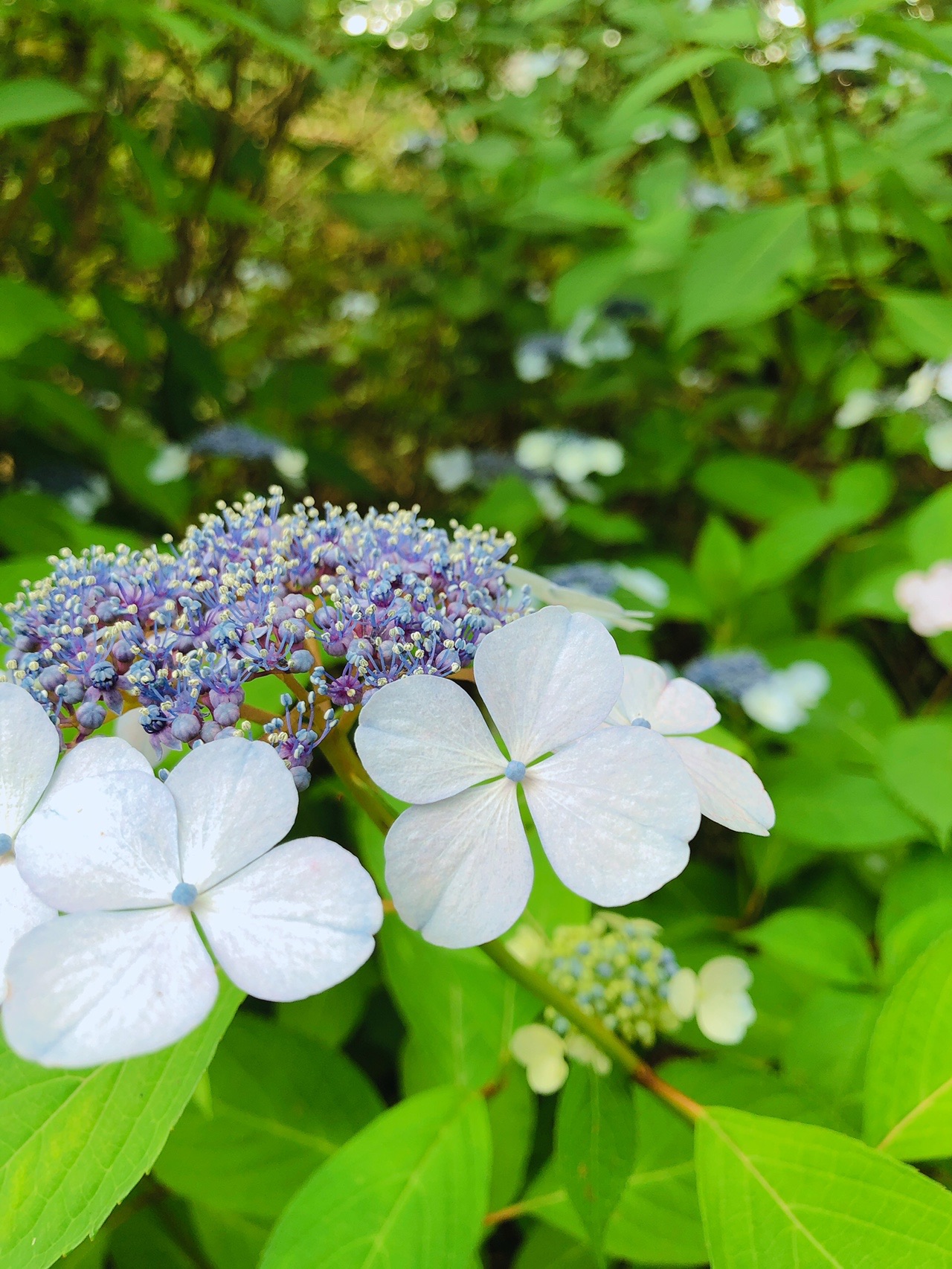 鬼取山 生駒山 あじさい園 てんこさんの生駒山 神津嶽 大原山の活動データ Yamap ヤマップ