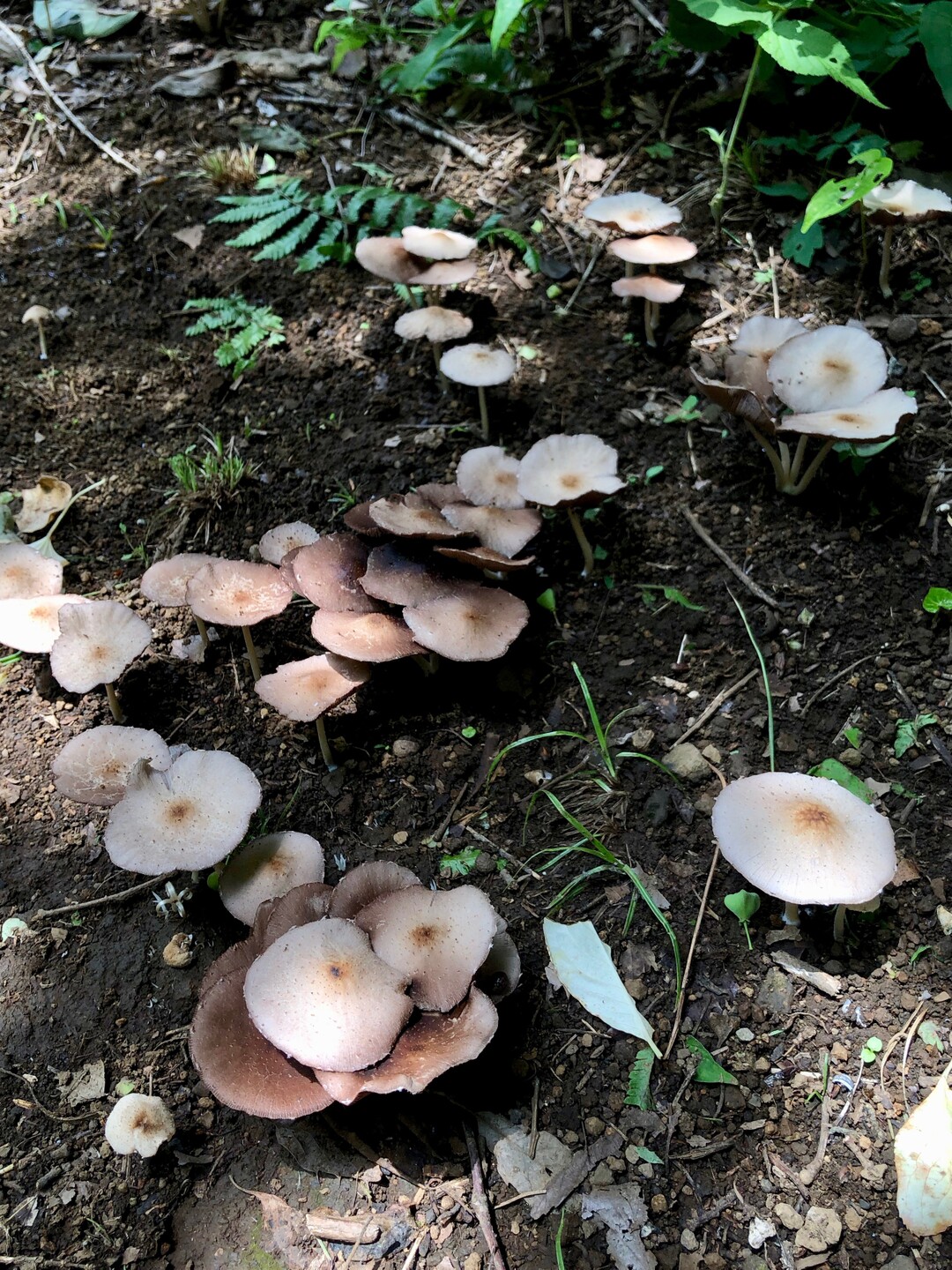 曽我丘陵 ビオトピア でキノコ探し ぱやさんの不動山 浅間山 曽我山の活動日記 Yamap ヤマップ