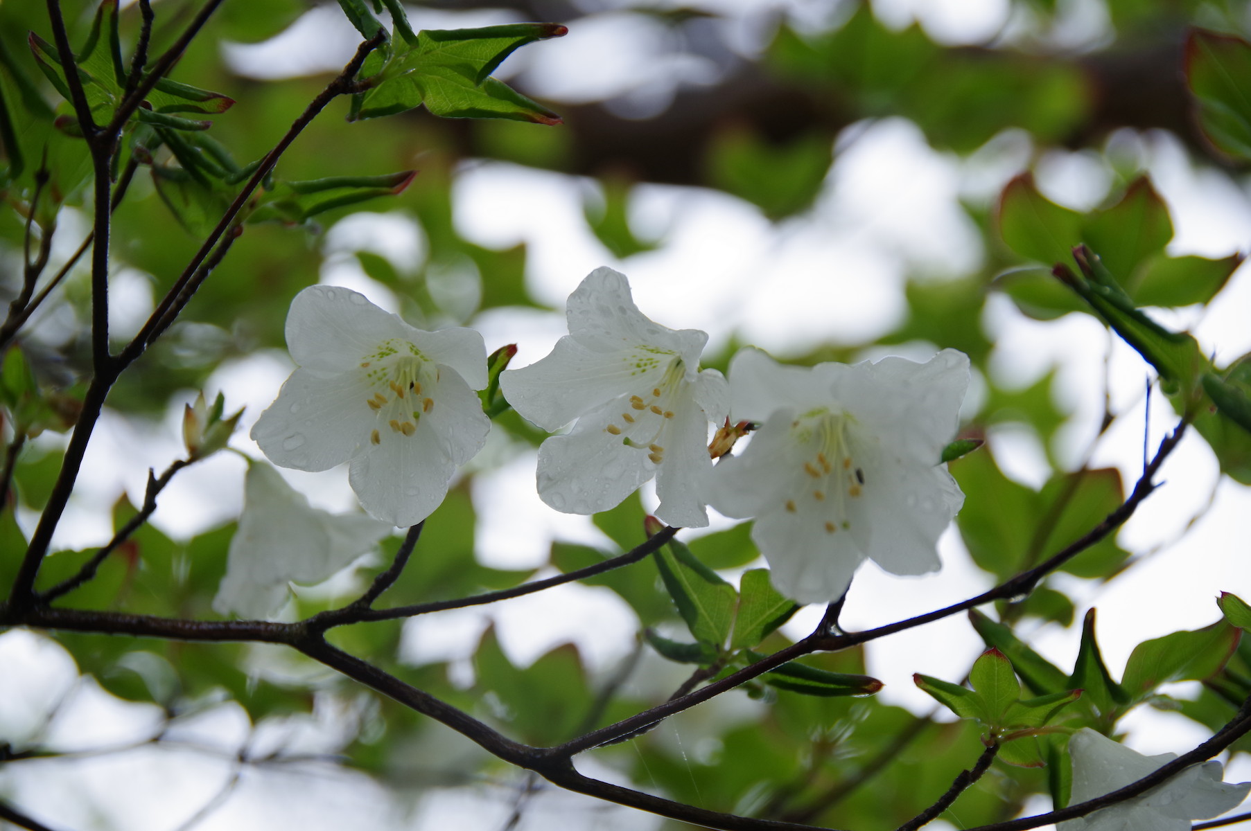 西丹沢のシロヤシオ 今年は Taka D5さんの丹沢山の活動データ Yamap ヤマップ