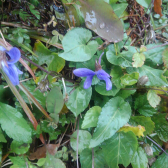 山猫部隊のページ Yamap ヤマップ