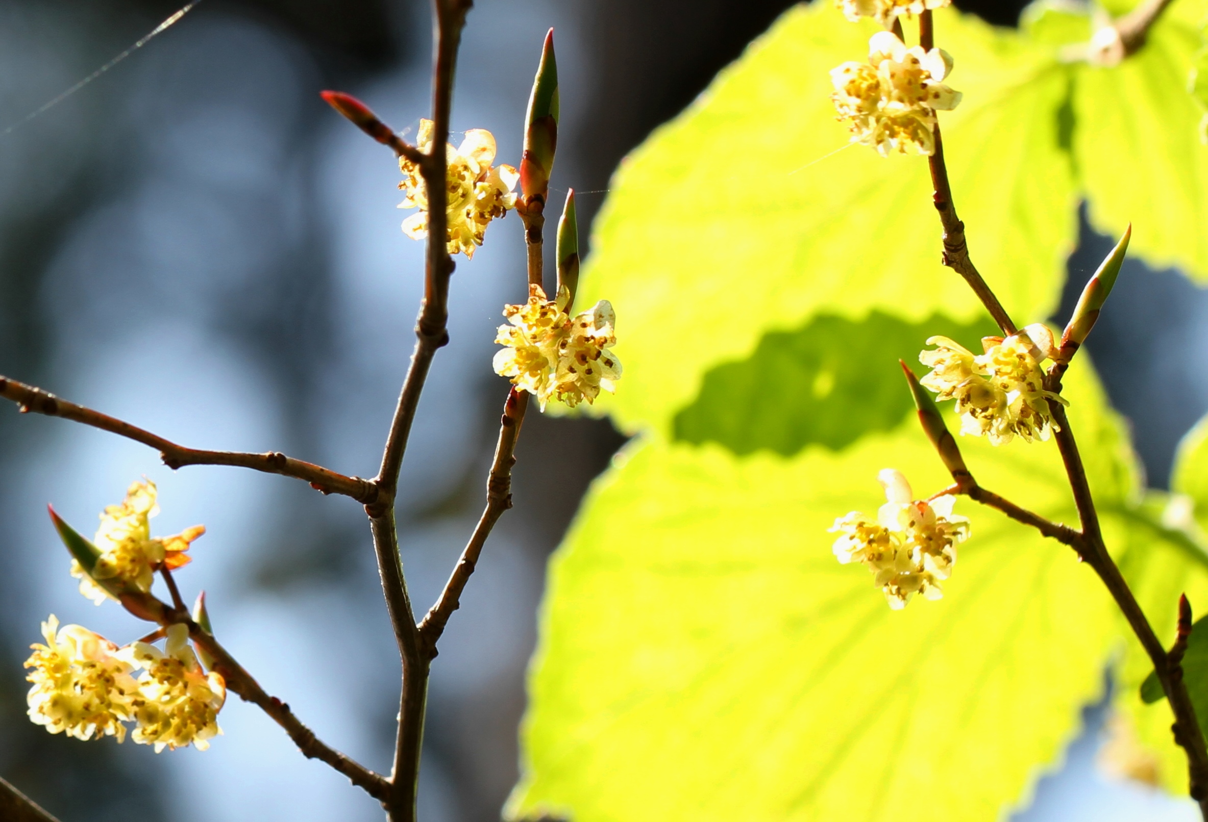 沈黙の高尾山 ユユ さんの高尾山 陣馬山 景信山の活動日記 Yamap ヤマップ