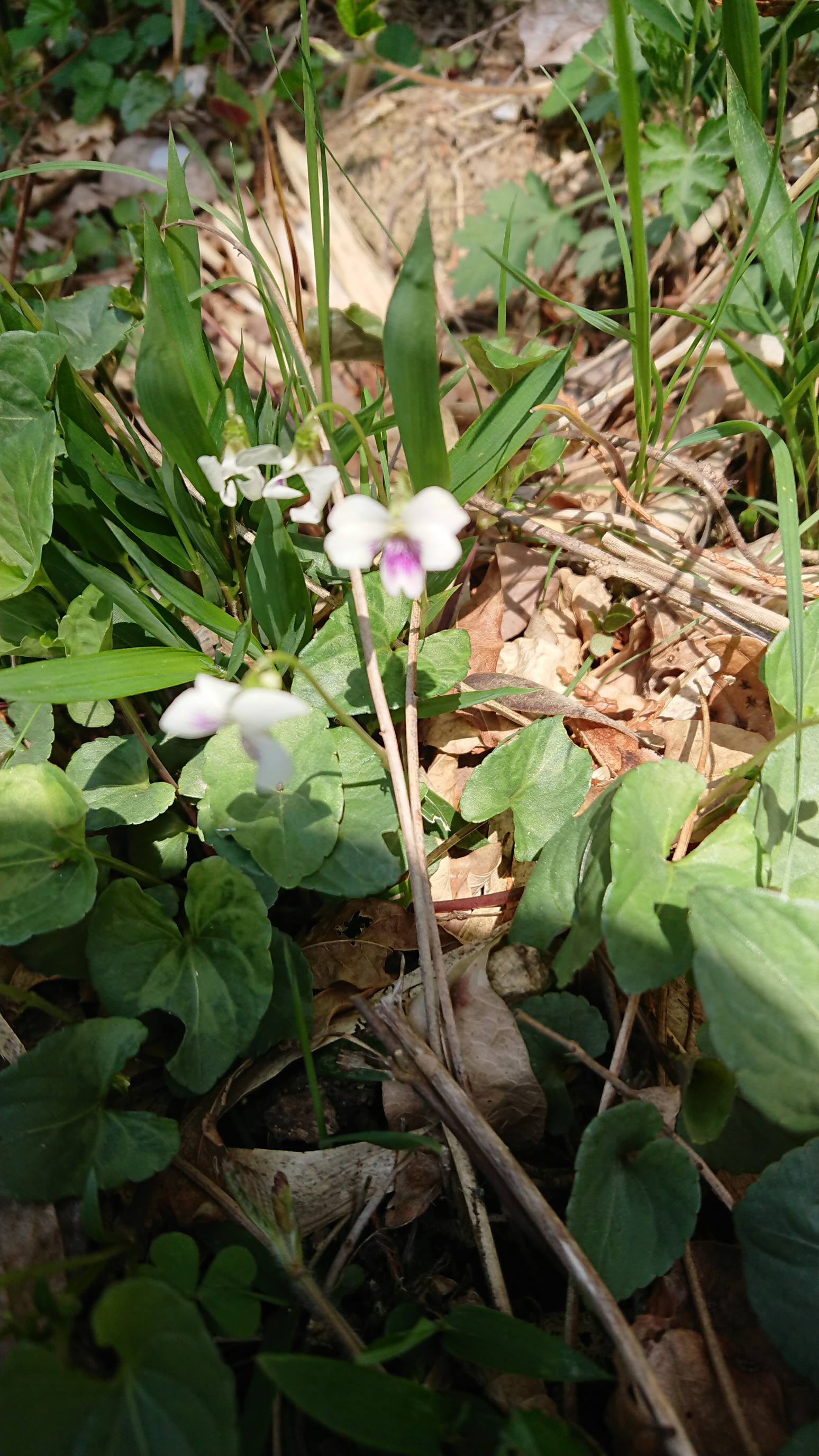 天神山 岡山県 19 04 われもこうさんの天神山 岡山県 の活動日記 Yamap ヤマップ