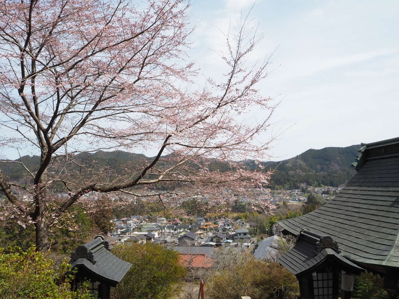 青梅吉野梅郷梅まつり 澤乃井 Chacoさんの青梅市の活動日記 Yamap ヤマップ