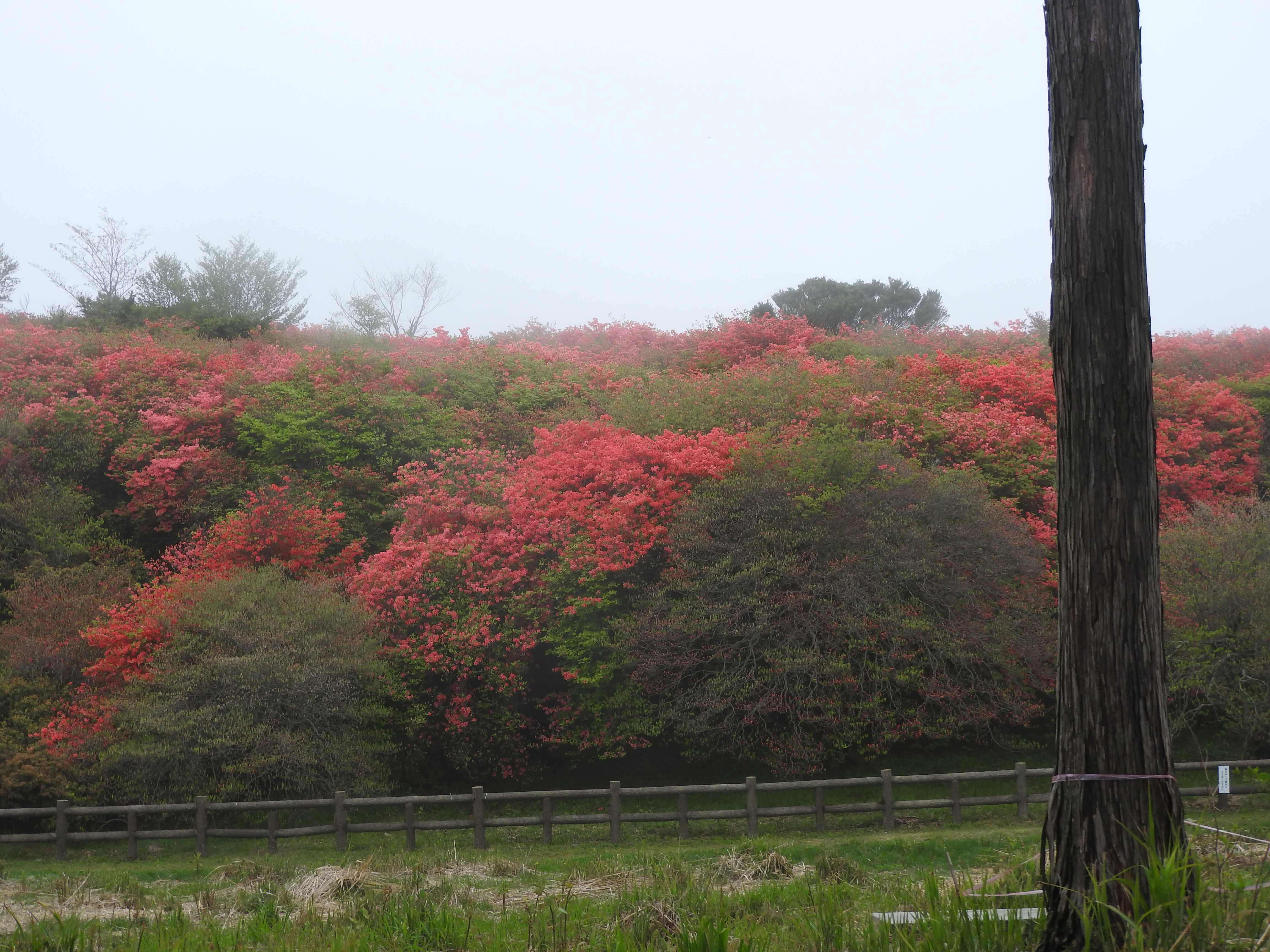 21 5 13船窪つつじ公園と高越山 Turugi1955さんの高越山の活動データ Yamap ヤマップ