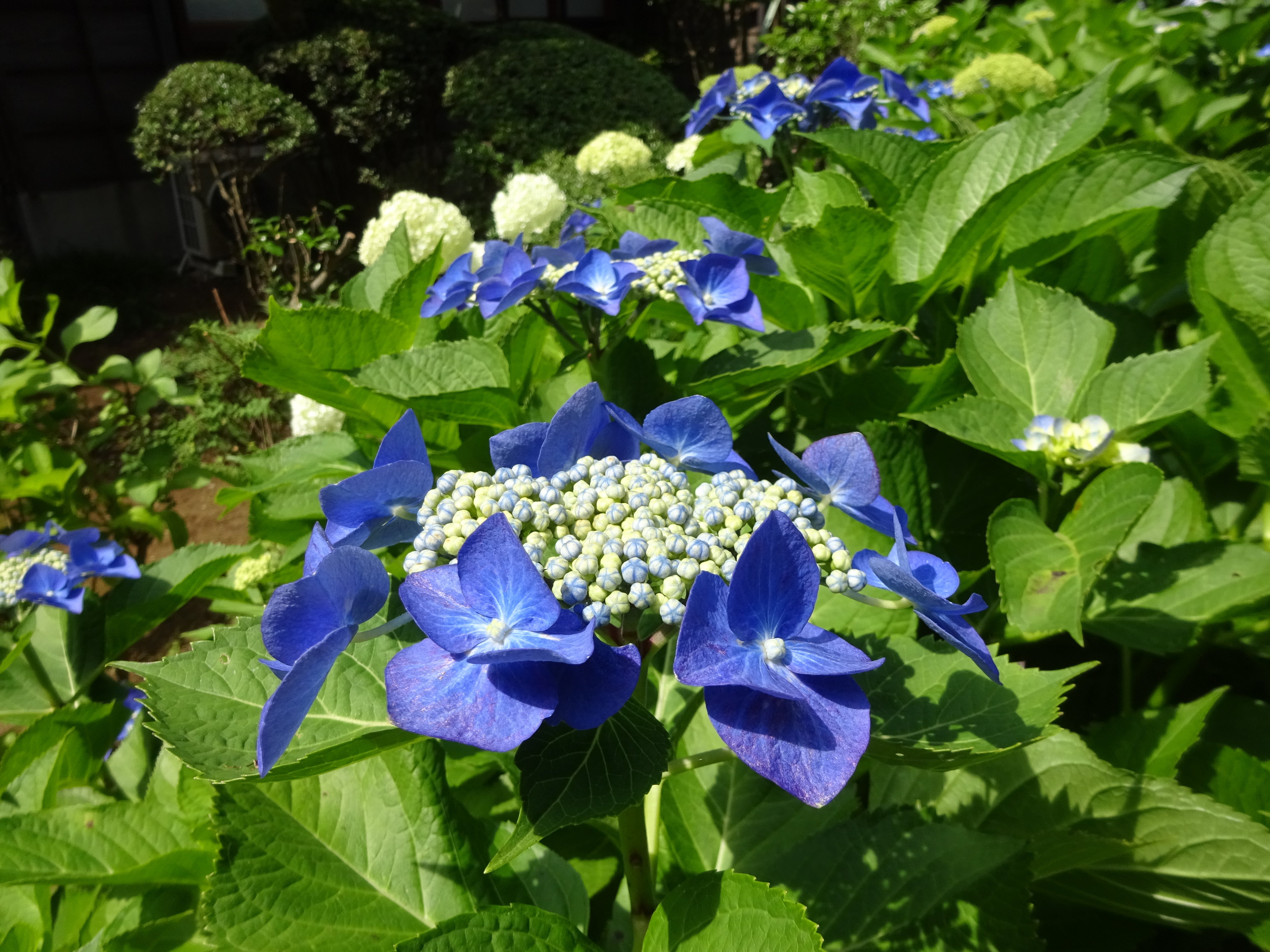 霊園からあじさい寺へ ずおずおむさんの国分寺市の活動日記 Yamap ヤマップ