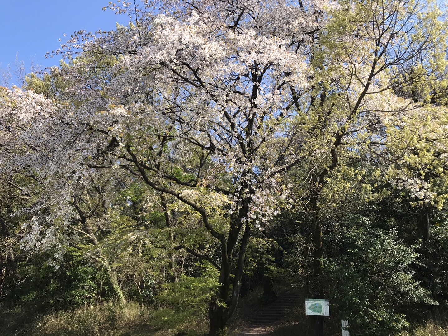名古屋市明徳公園 04 06 エスジーさんの名古屋市の活動日記 Yamap ヤマップ