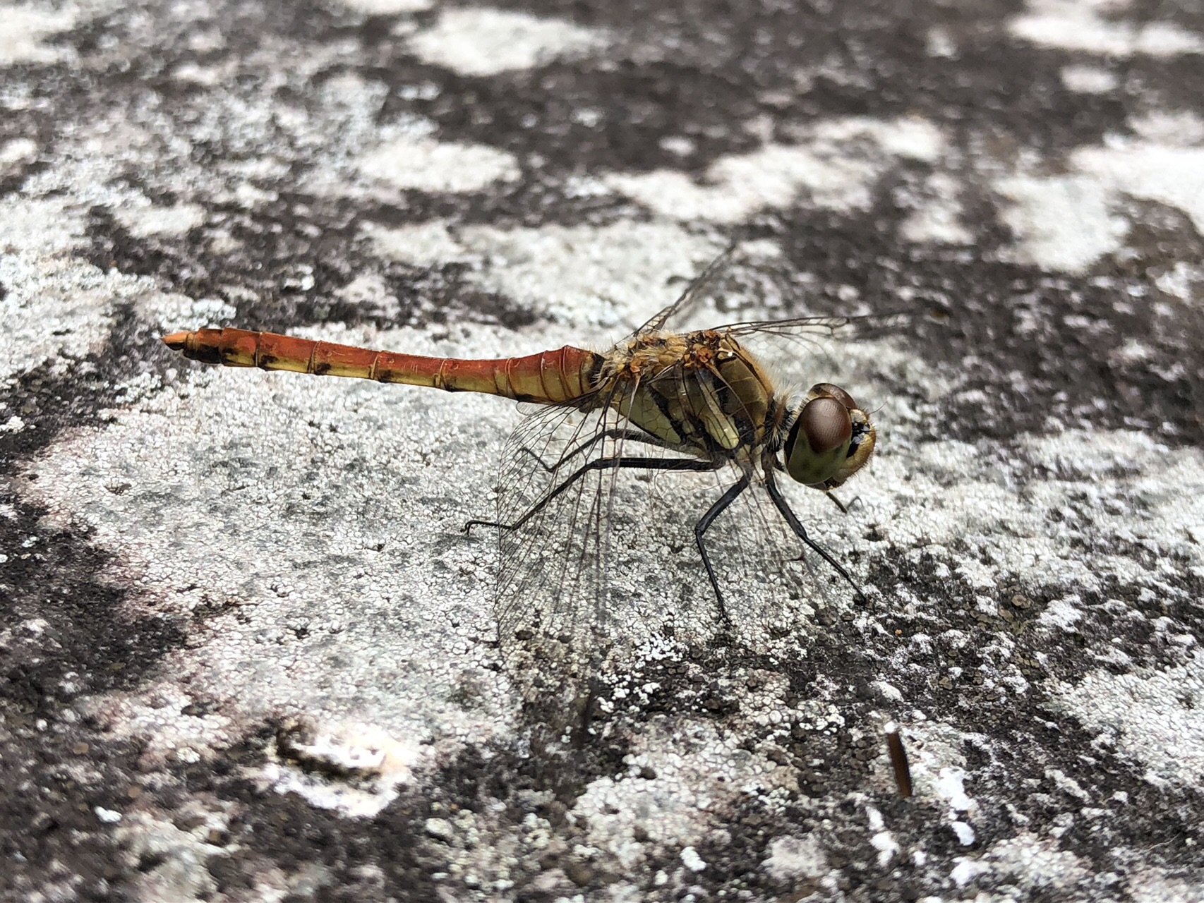 赤城 鈴ヶ岳 陣笠山 見晴山 鈴ヶ岳登山口ループコース Bunoさんのヤマノススメ巡礼マップ 赤城山 地蔵岳 の活動日記 Yamap ヤマップ