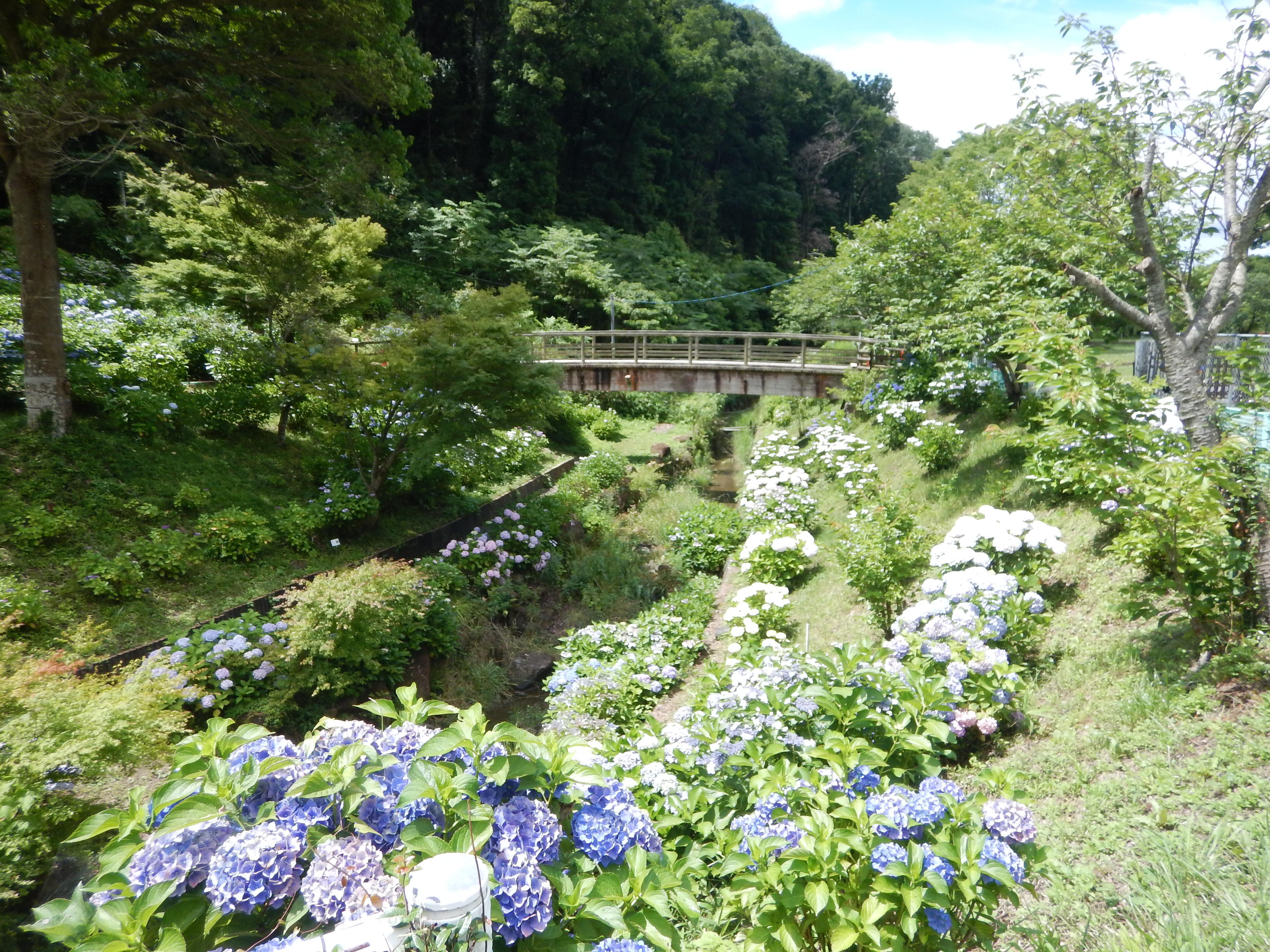 紀の川サイクリングロードを往復し 和歌山県植物公園 緑花センター の満開のアジサイ園を散策 なかむらさんの和歌山市の活動データ Yamap ヤマップ