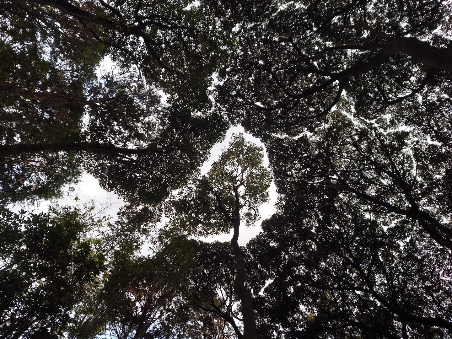 樹冠の遠慮 だおかさんの立花山 三日月山 城ノ越山の活動データ Yamap ヤマップ