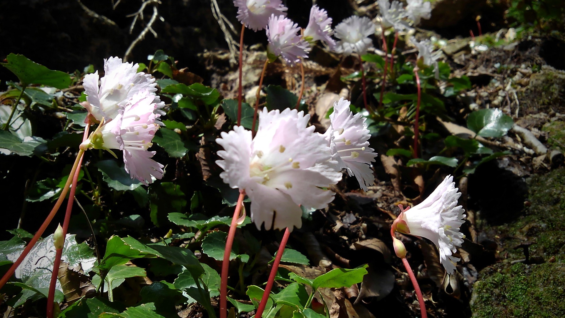 鎌ヶ岳 イワ姫 ふくちゃんさんの入道ヶ岳 鎌ヶ岳 仙ヶ岳の活動データ Yamap ヤマップ
