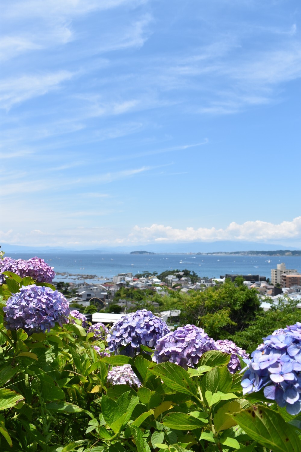 一味違った紫陽花鑑賞 あじさい公園 葉山 87 みっちー さんの逗子市の活動日記 Yamap ヤマップ