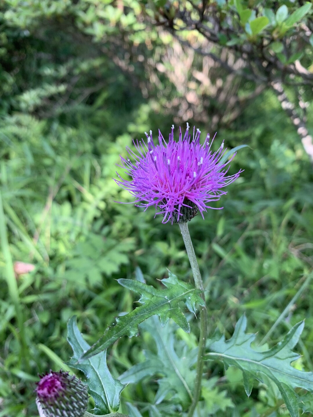 ちょびっとホラーな山歩き 金比羅山 南沢山 麻生山 日の出山 御岳山 大塚山 大岳山 御岳山 御前山の写真5枚目 テキサスアザミというらしいです お花屋さ Yamap ヤマップ