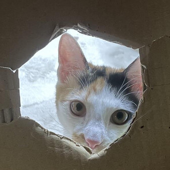 kinacom🐈🐈‍⬛