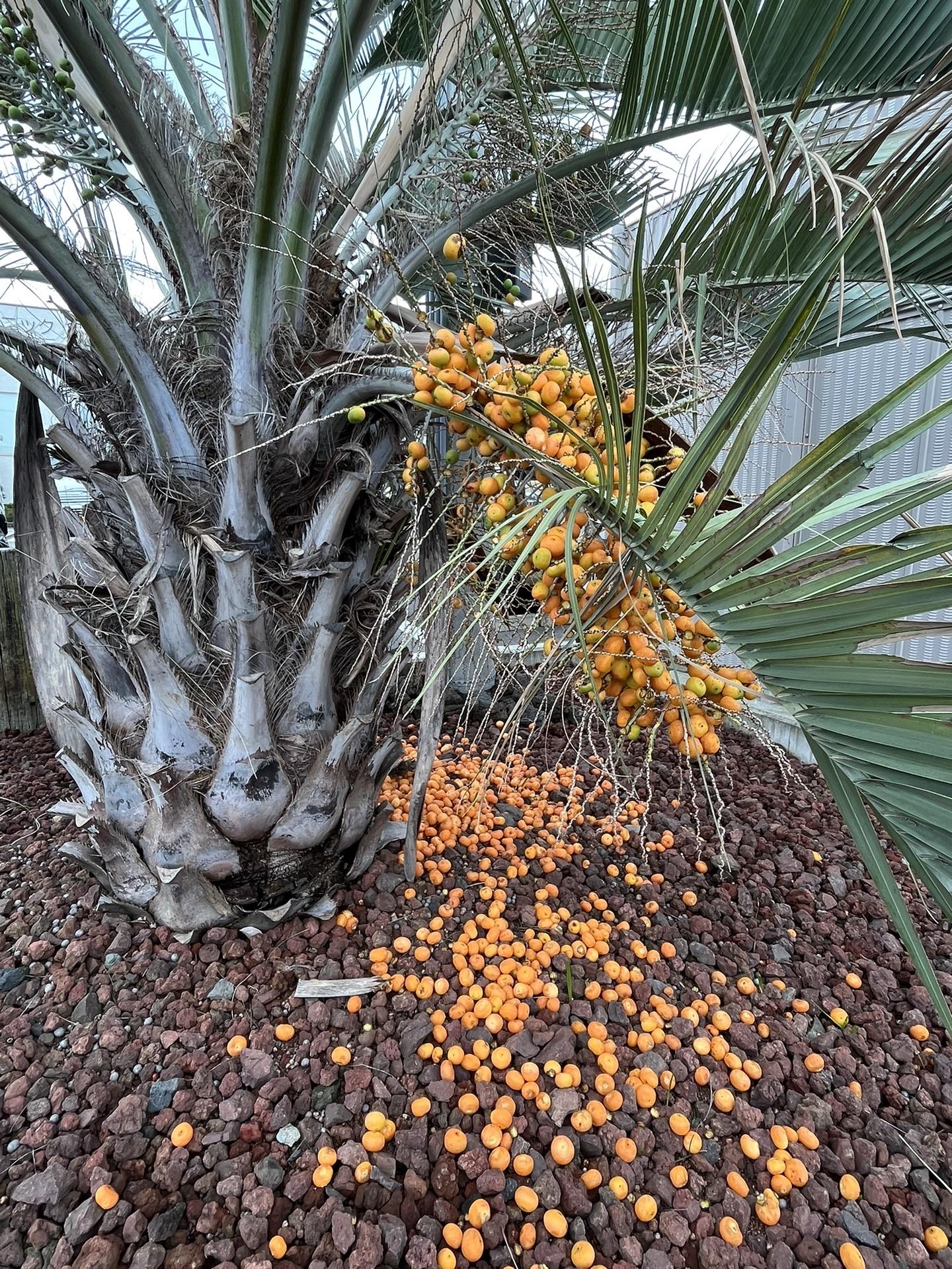 通りがかりに見つけたココスヤシ⁈の木 実 / にゃご丸さんの