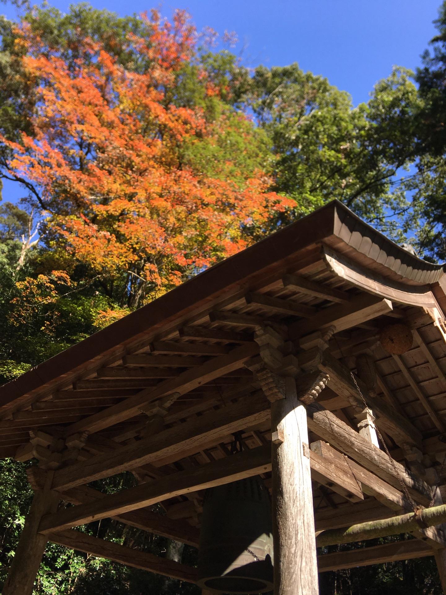 岩尾山&岩尾池の一本杉🌲 / Hikkiさんの飯道山の活動データ YAMAP / ヤマップ