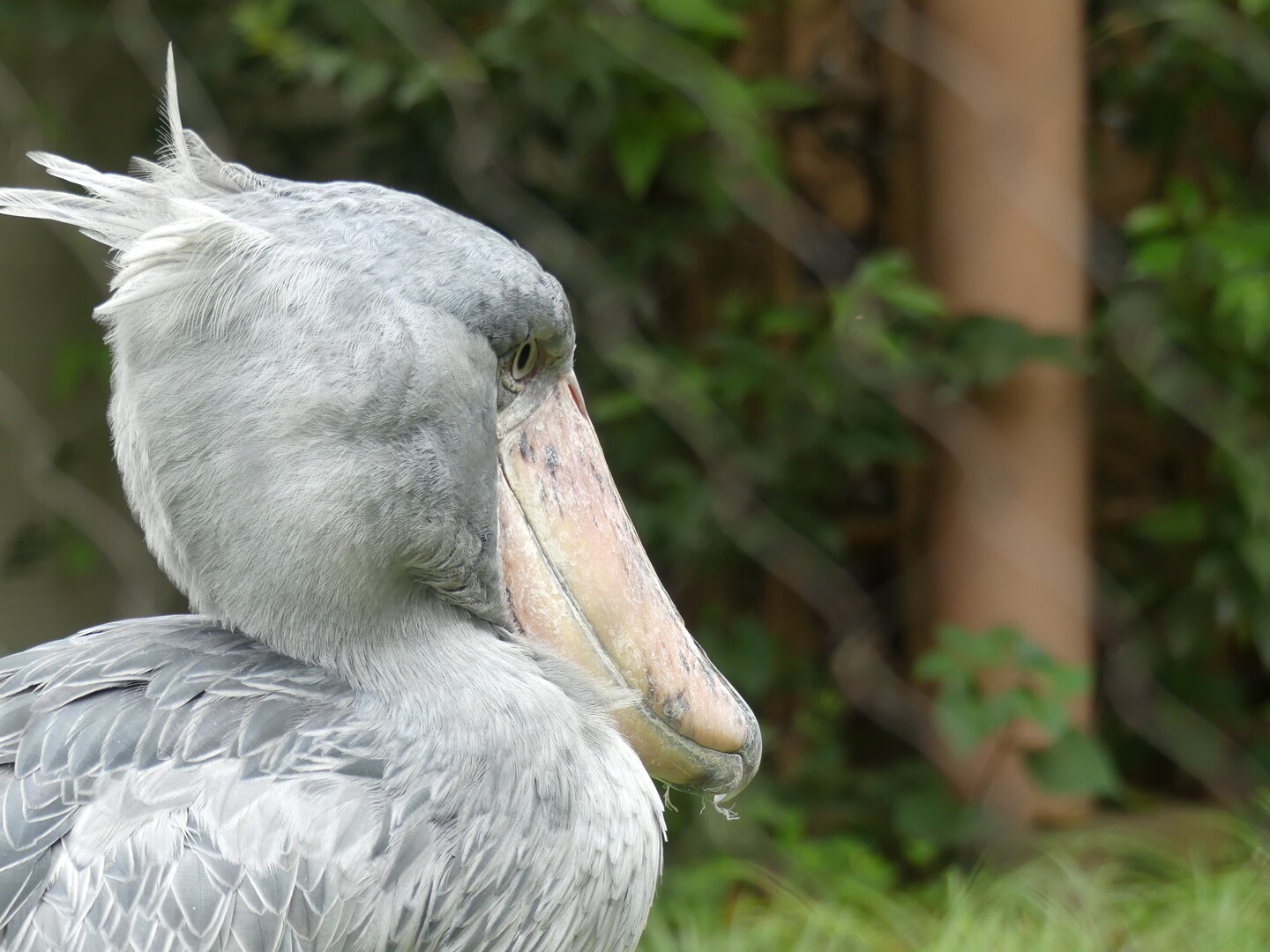 ハシビロコウ 上野動物園 19 07 10 やまんばーさんの東京都23区 東エリアの活動日記 Yamap ヤマップ