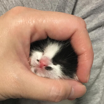 なつみかん