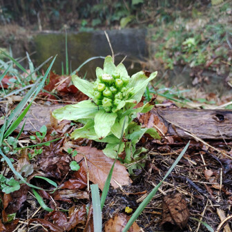 生駒山・神津嶽・大原山 フキノトウ