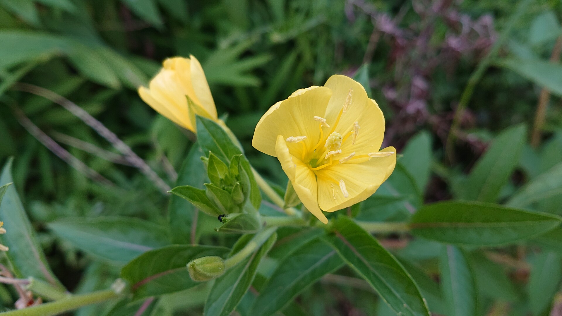 富士には月見草がよく似合う か Walkinさんのモーメント Yamap ヤマップ