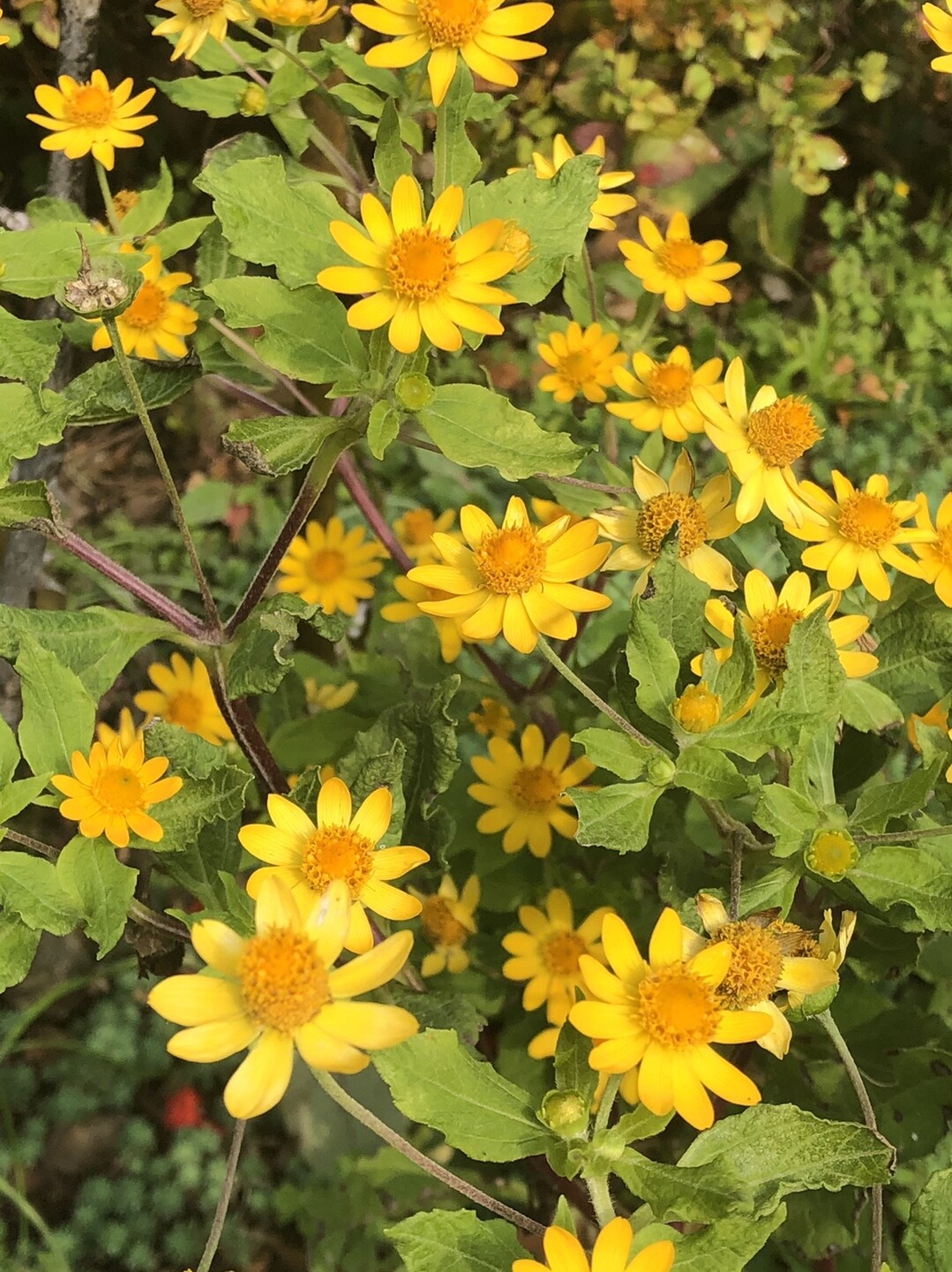 ポンポン山系花綴り 11月 雫煌めく秋の花実 ポンポン山 京都府 釈迦岳 小塩山 若山の写真4枚目 メランポジウム ギリシャ語の Melas Yamap ヤマップ