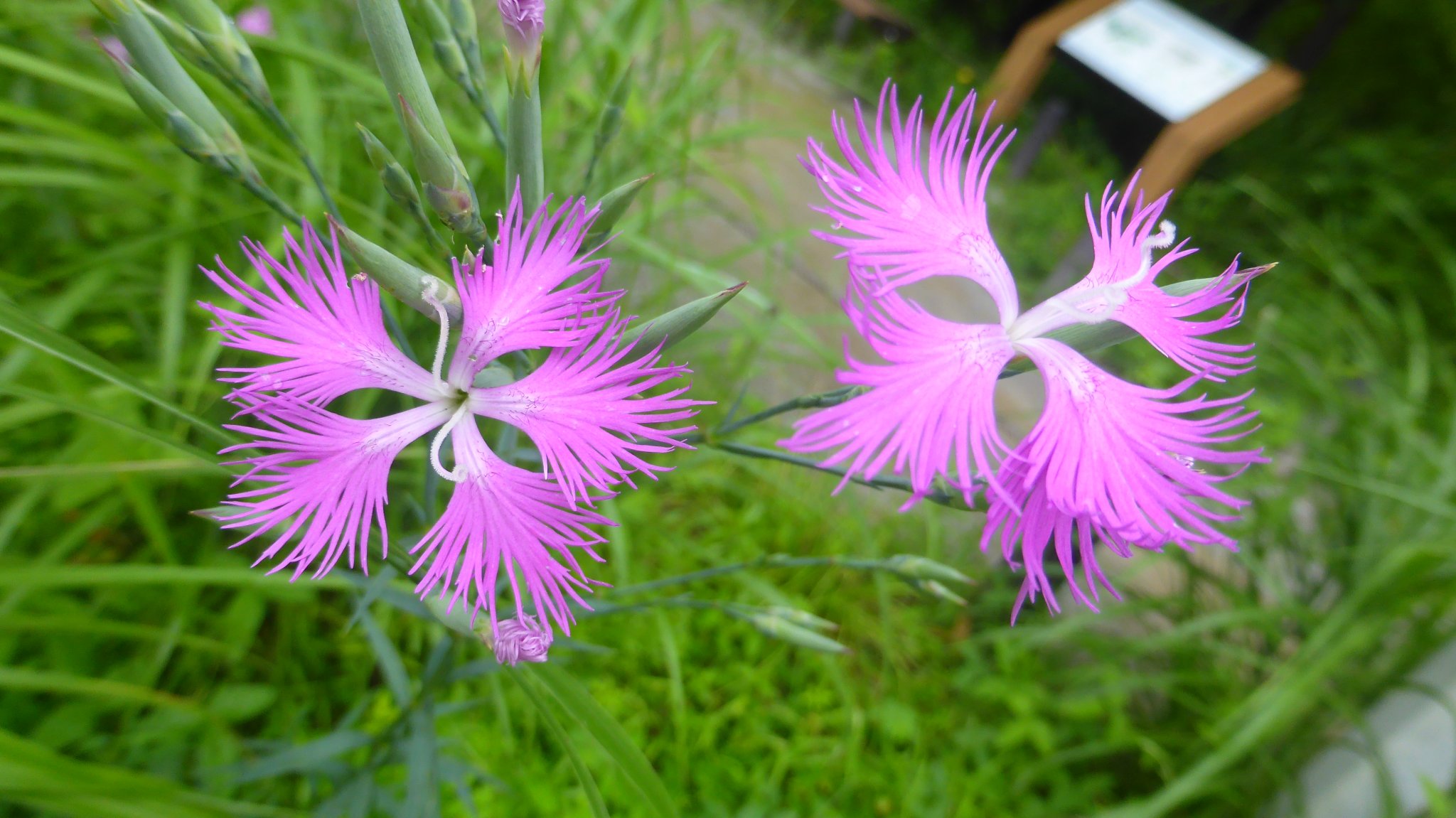 神代植物公園 07 22版 れおまるさんのウォーキングの活動日記 Yamap ヤマップ
