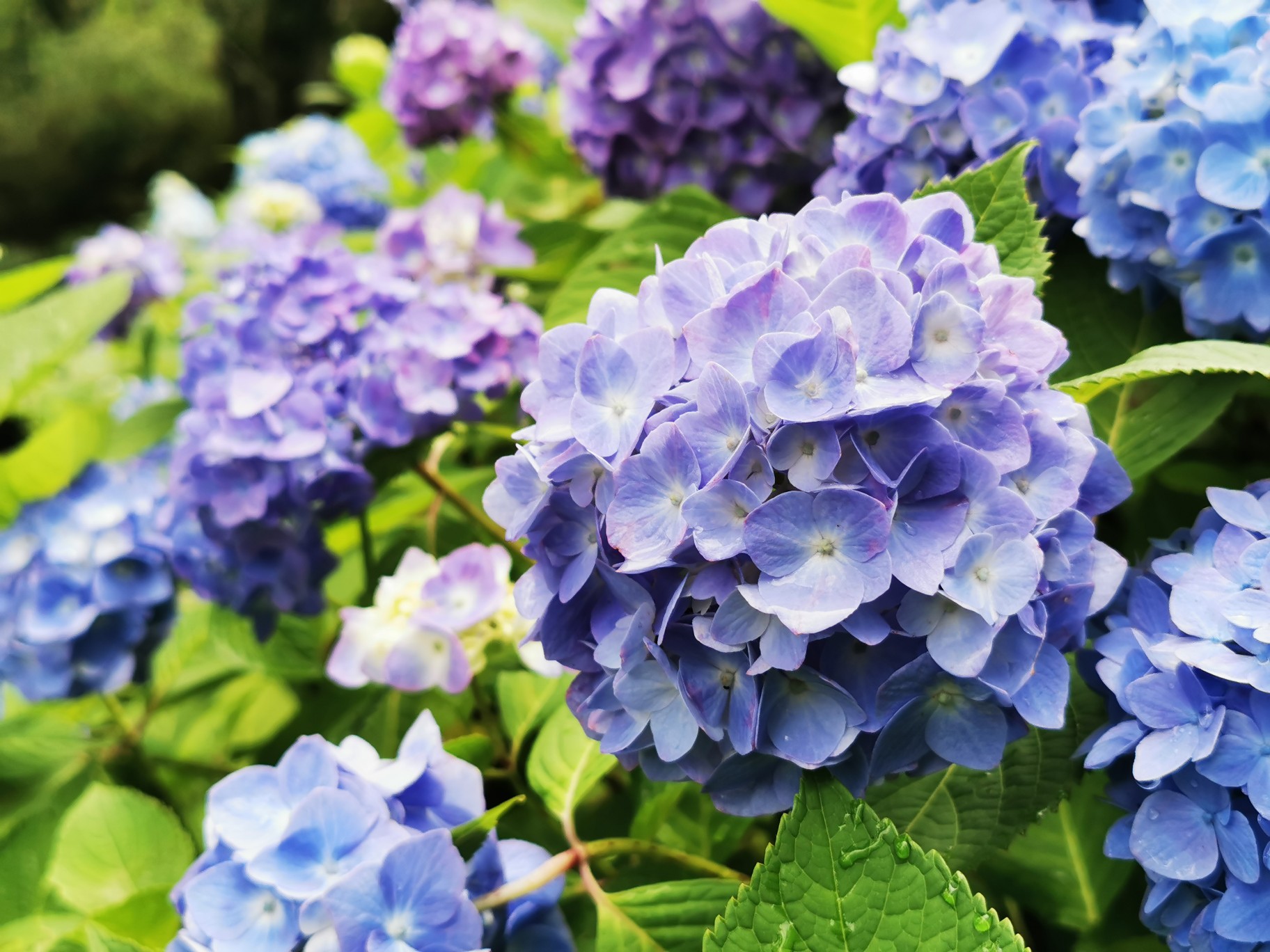 梅雨の晴れ間にぬかたあじさい園と宝山寺さんお参り 生駒山 くろろんさんの生駒山 神津嶽 大原山の活動データ Yamap ヤマップ