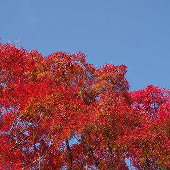 若草山・芳山・高円山 今が紅葉🍁の見頃