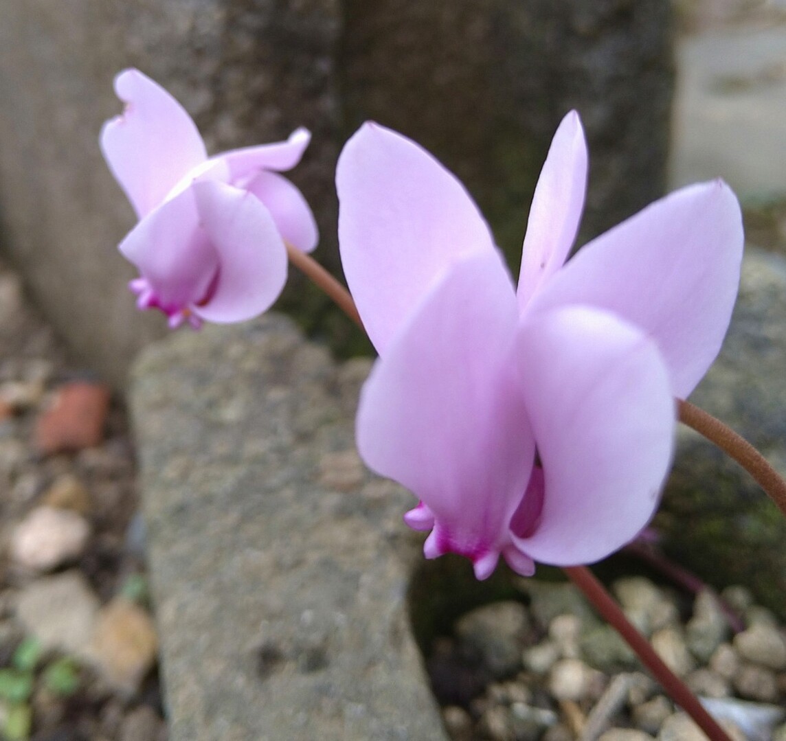 家の庭でも咲きました シクラメン野生種 やまばーばさんのモーメント Yamap ヤマップ