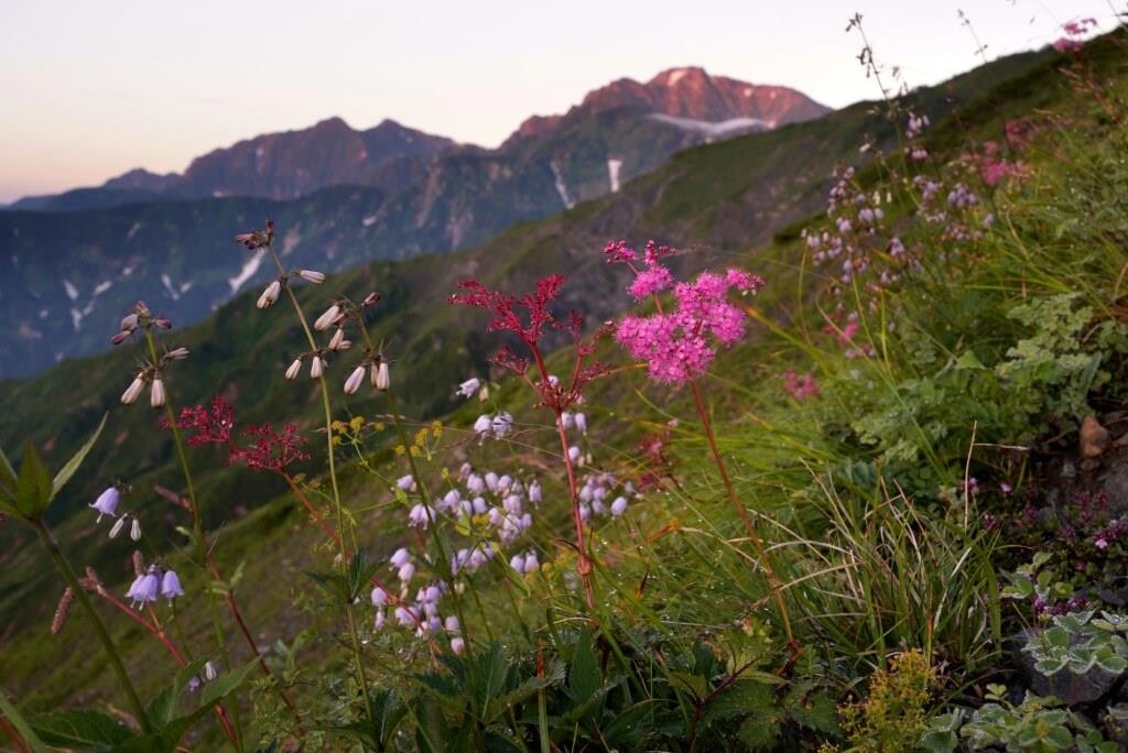 唐松岳 モルゲンと花畑と大展望 鹿島槍ヶ岳 五竜岳 五龍岳 唐松岳の写真11枚目 五竜岳が染まってきた ハクサンシャジン Yamap ヤマップ