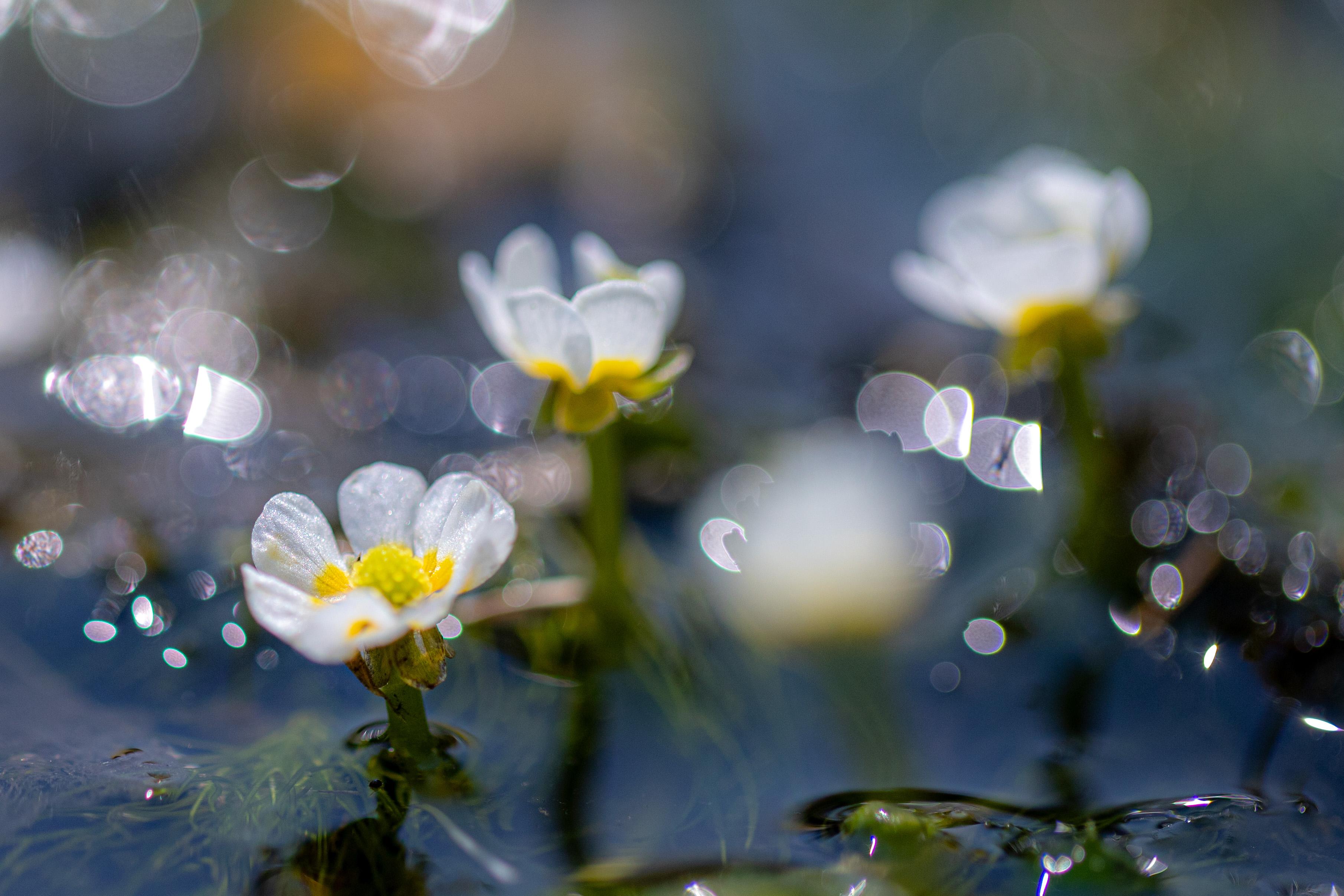 油彩/梅花藻のある川 油彩/梅花藻のある川 地蔵川（梅花藻） | 長浜・米原・奥びわ湖