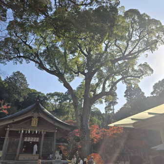 パワーをもらえる大木