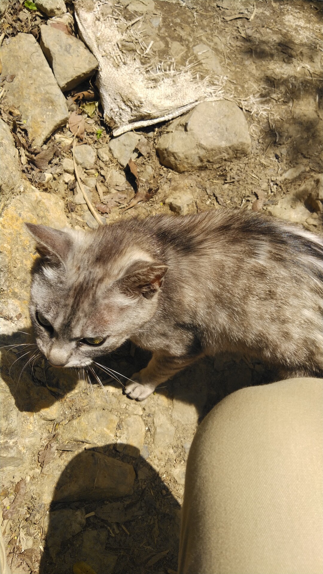 黒猫vsマムシ 飯野山ハイキング 山頂決戦 飯野山 讃岐富士 の写真4枚目 飯野山名物の野良猫 登山道にもニャーニャ Yamap ヤマップ