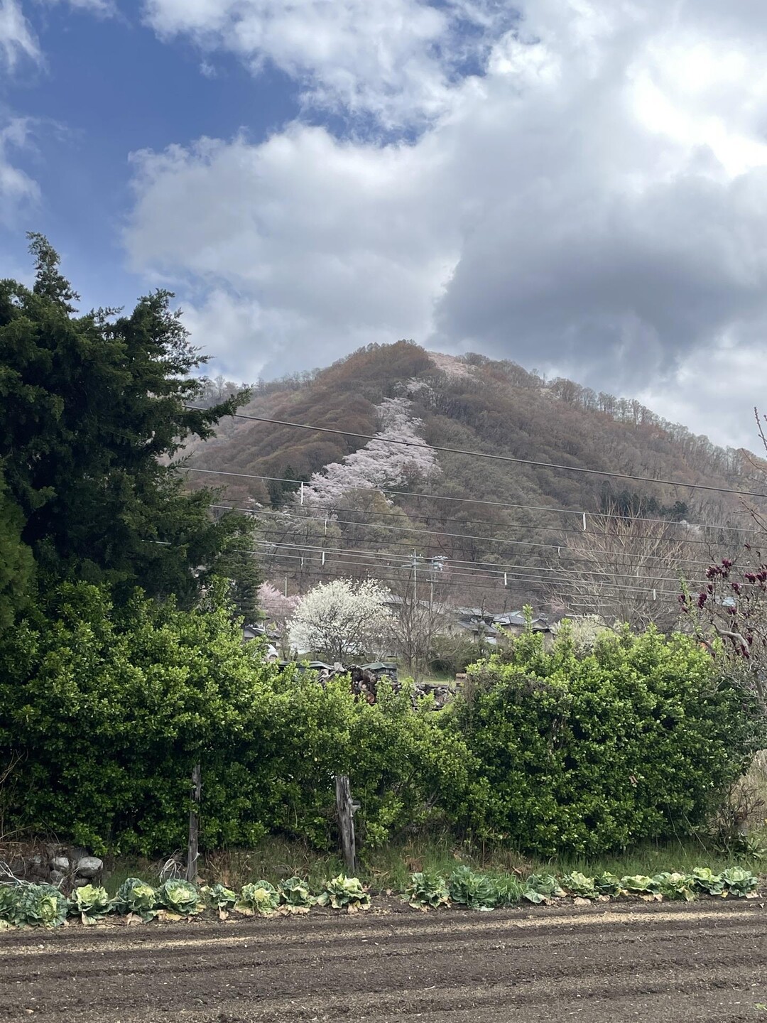 お花見登山 光城山・長峰山 / とだなさんさんの光城山・長峰山の活動データ | YAMAP / ヤマップ