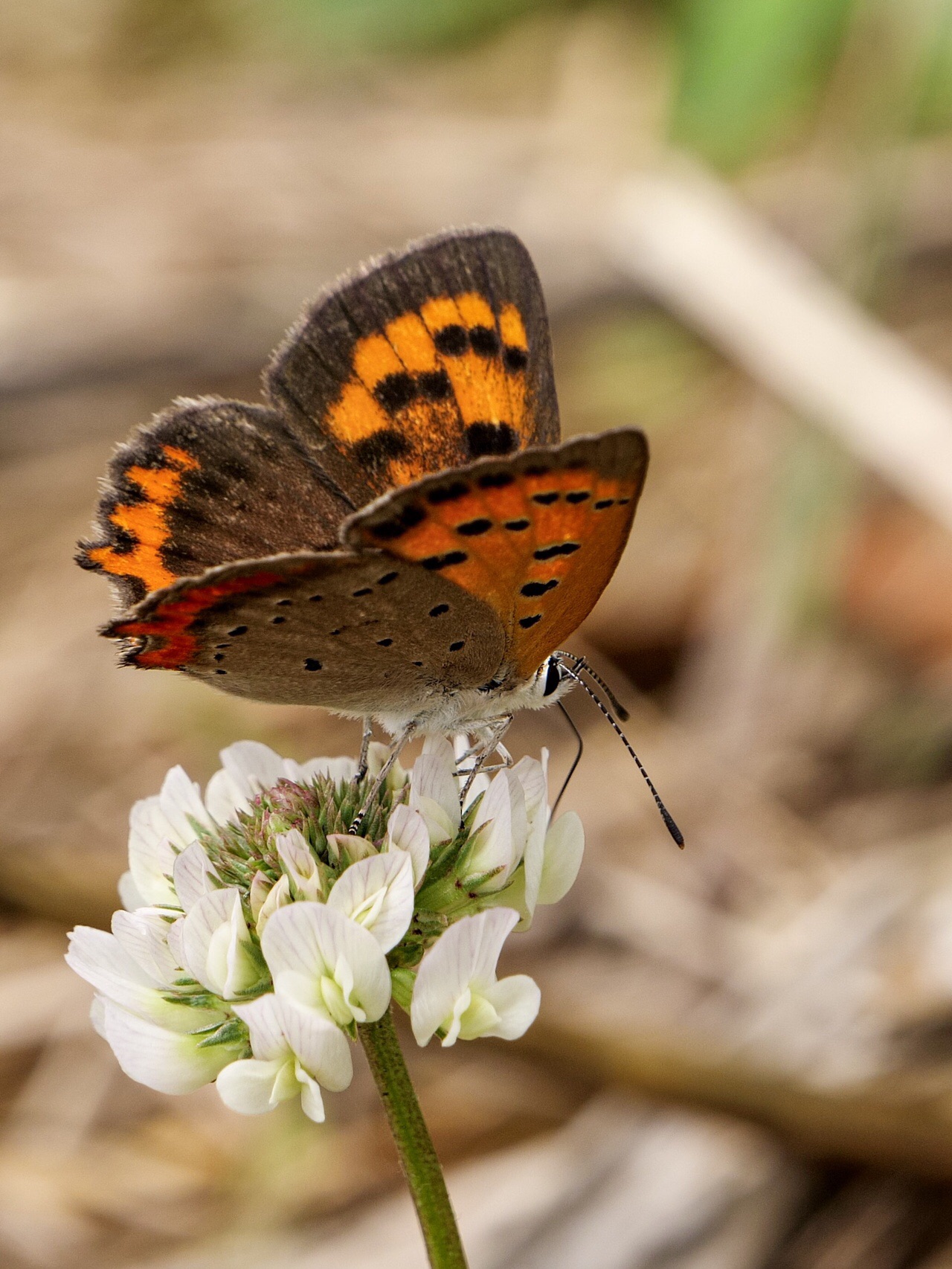 アザメの瀬 のハナハス見に行く 19 06 27 かもpさんの唐津市 相知町エリアの活動日記 Yamap ヤマップ