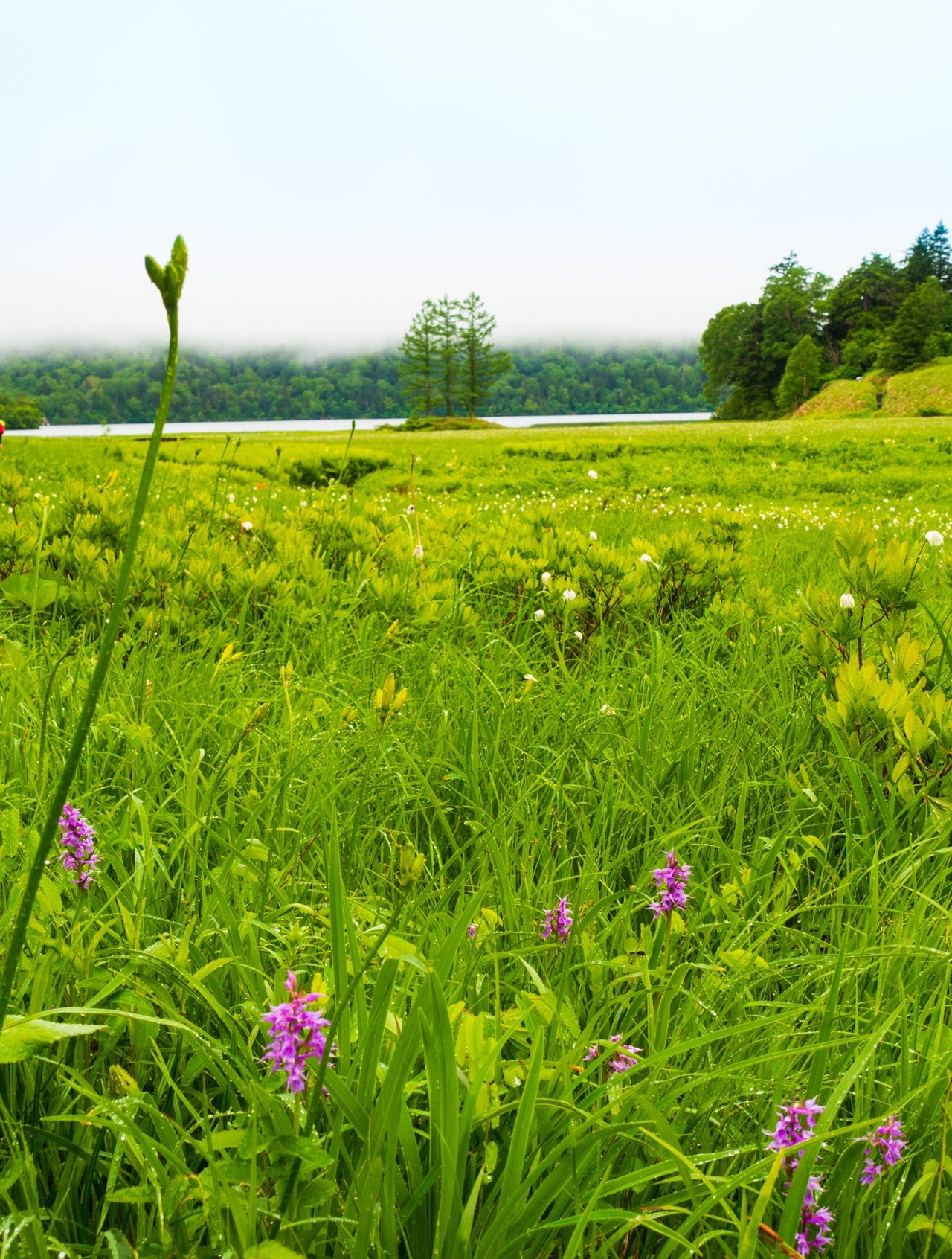 青葉雨の花咲く尾瀬沼 山と温泉 Hamさんの尾瀬 燧ヶ岳の活動データ Yamap ヤマップ