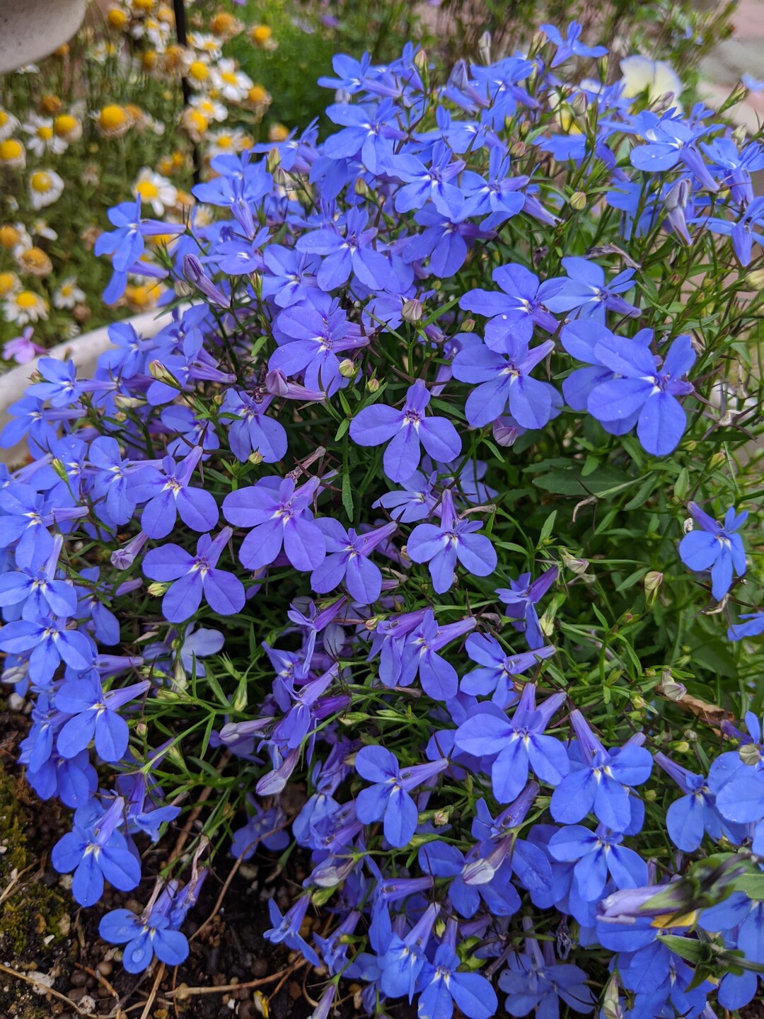 ロベリアのページ YAMAP / ヤマップ