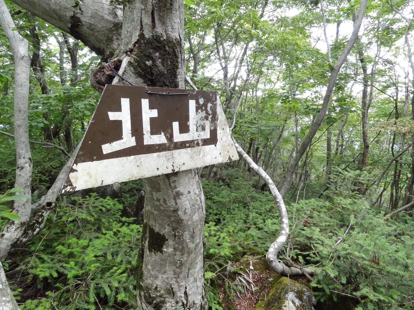 北山 倒木だらけでヒルも出た ナマコさんの北山 岐阜県 の活動日記 Yamap ヤマップ