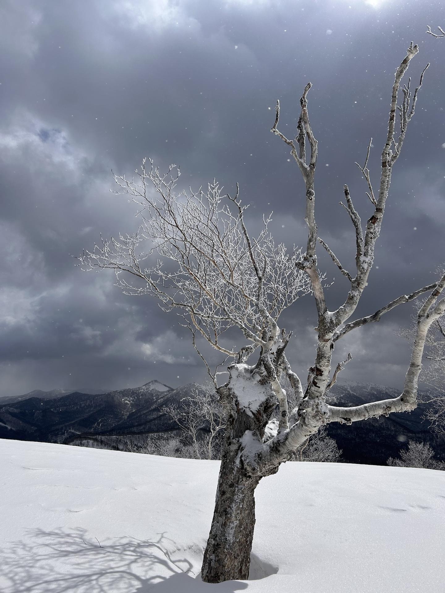 タケノコ山（北海道） | YAMAP / ヤマップ