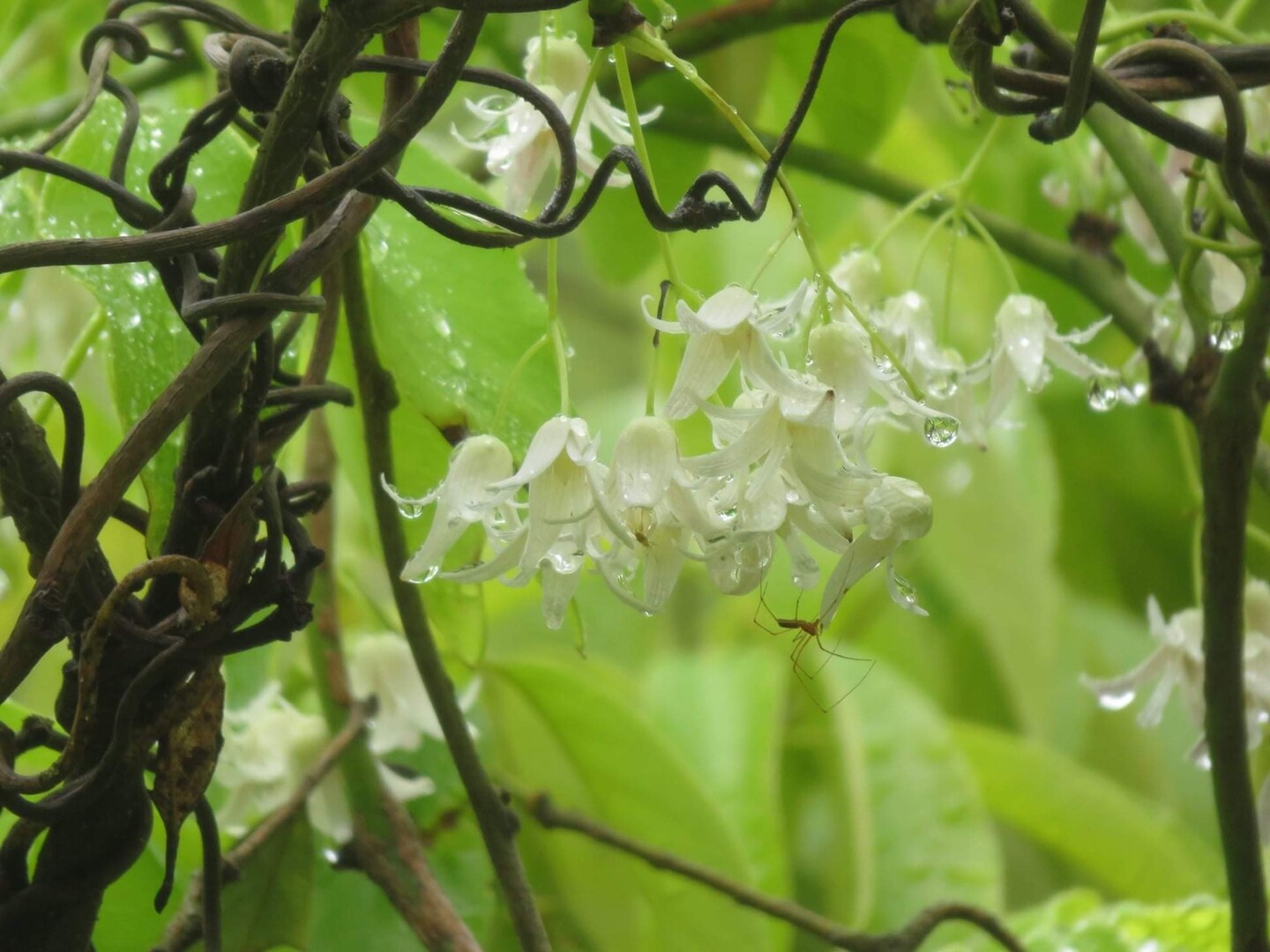 保津峡の橋の袂に郁子の花 悟空22 Kyoyamaさんのモーメント Yamap ヤマップ