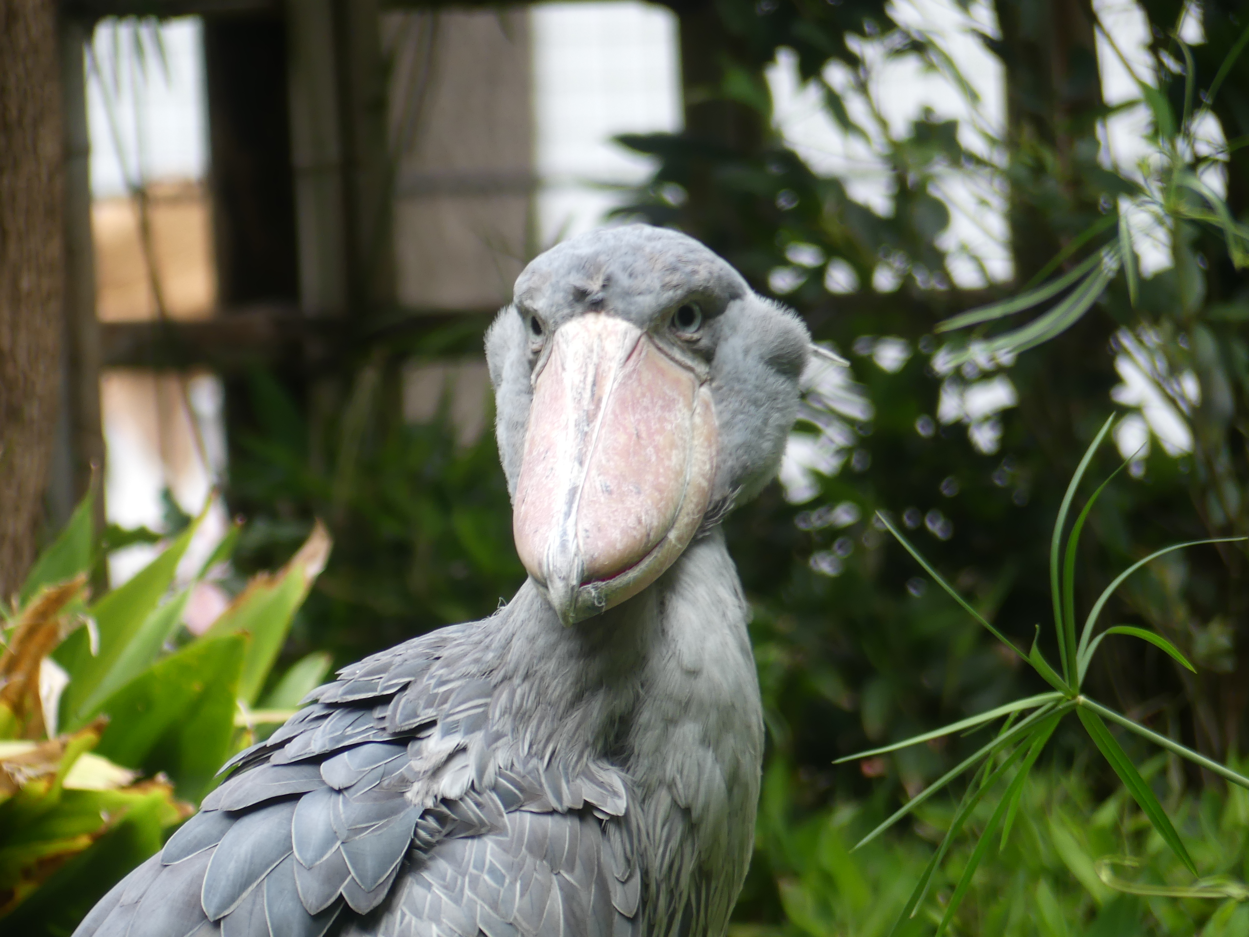 ハシビロコウ 上野動物園 19 07 10 やまんばーさんの東京都23区 東エリアの活動日記 Yamap ヤマップ