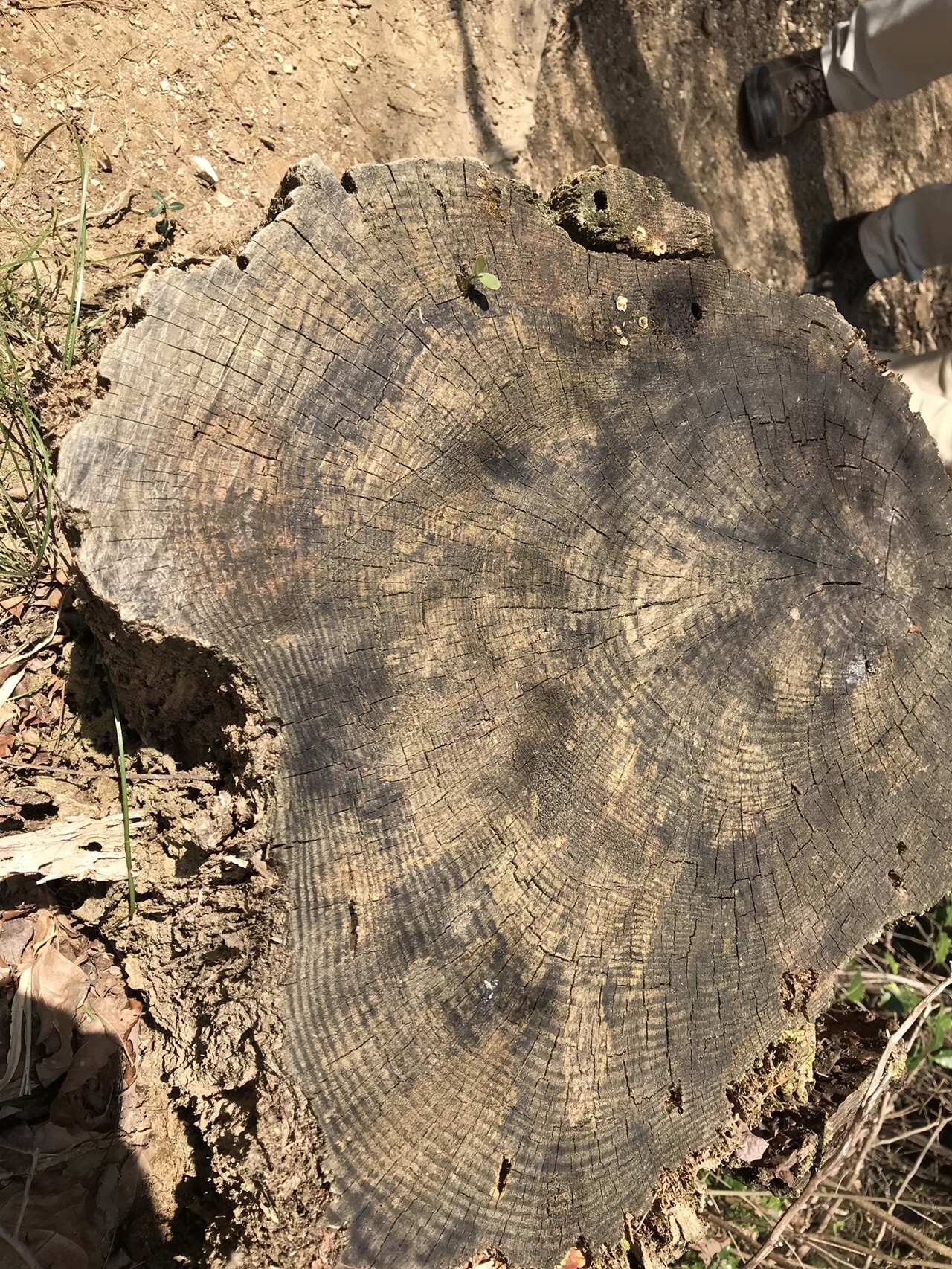 奥池 ゴロゴロ岳 観音山 鷲林寺 北山貯水池19 04 07 りょうさんの六甲山 長峰山 摩耶山の活動日記 Yamap ヤマップ