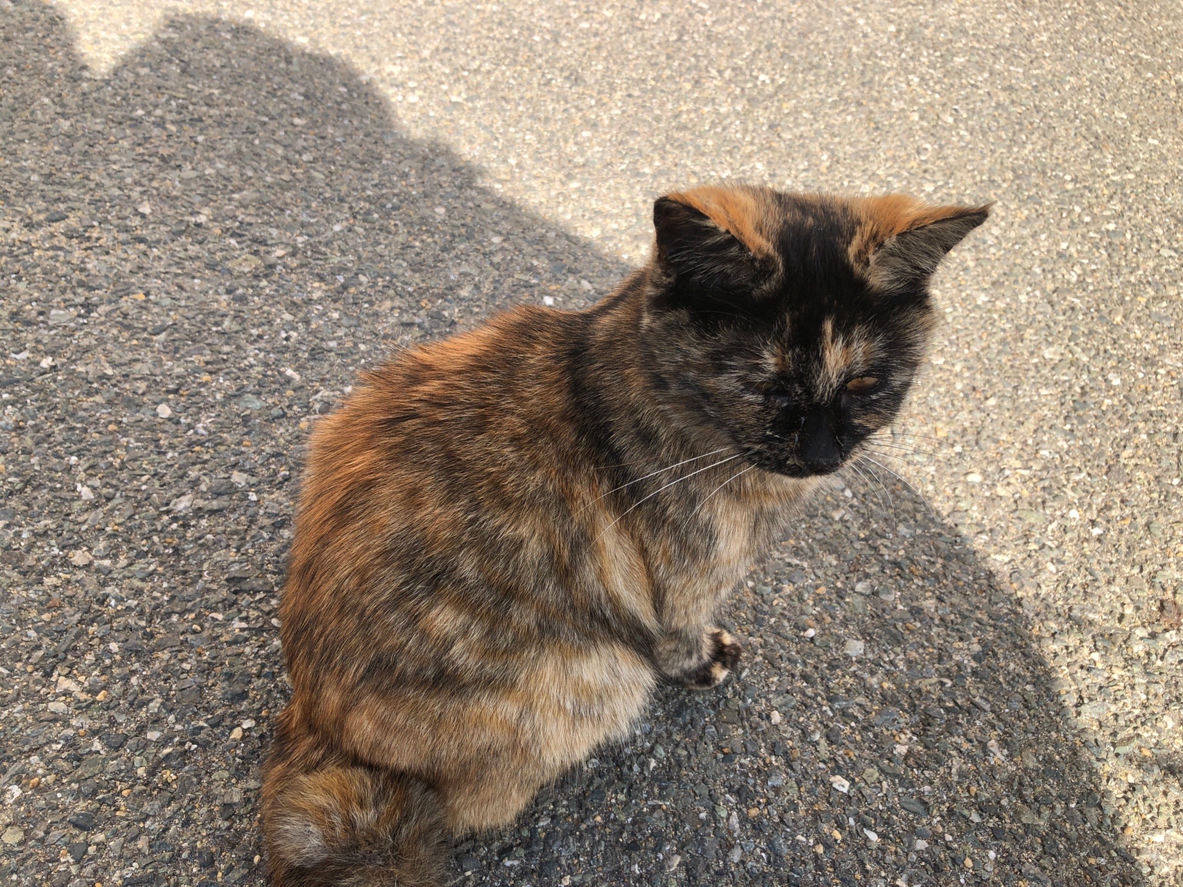 相島 福岡県 01 05 東海童さんの相島の活動データ Yamap ヤマップ