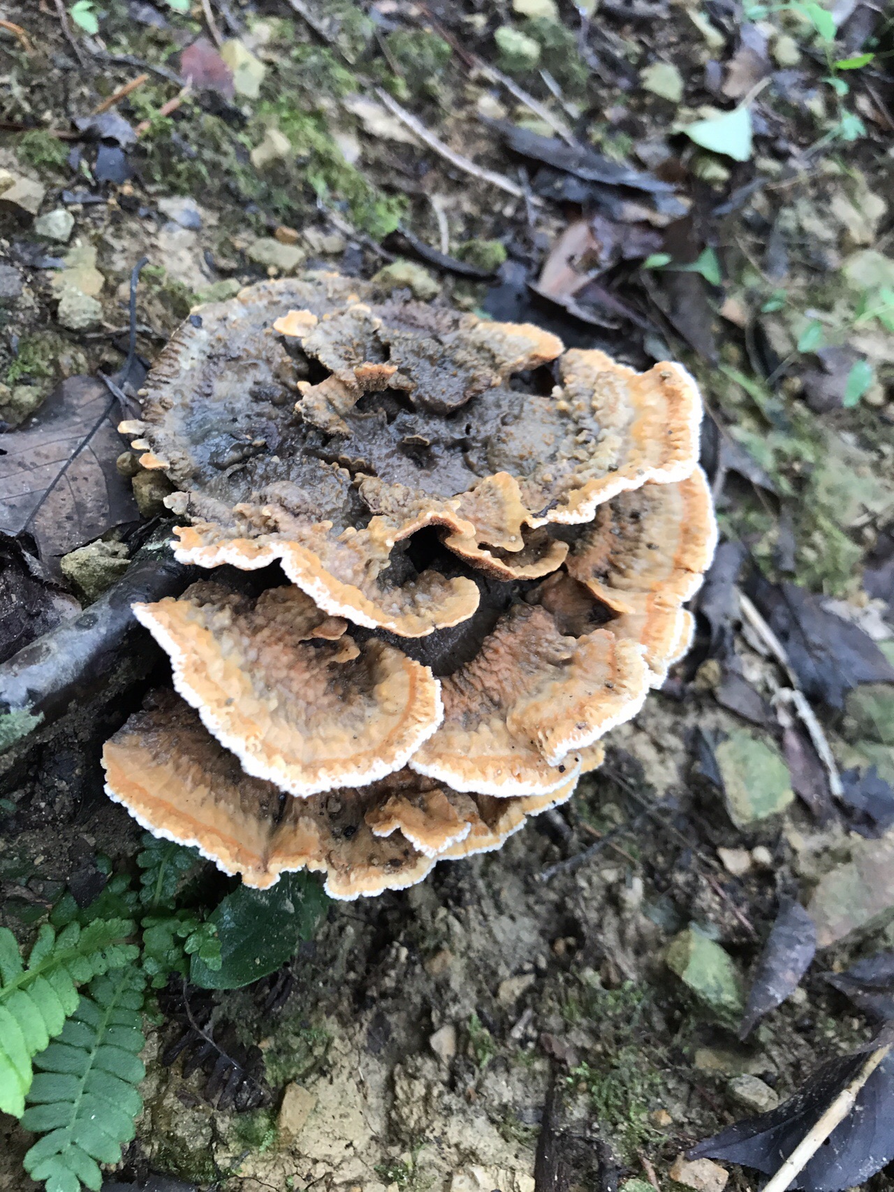 谷上山 愛媛森林公園 きのこ探訪 19 08 25 元気うさぎさんの谷上山の活動日記 Yamap ヤマップ