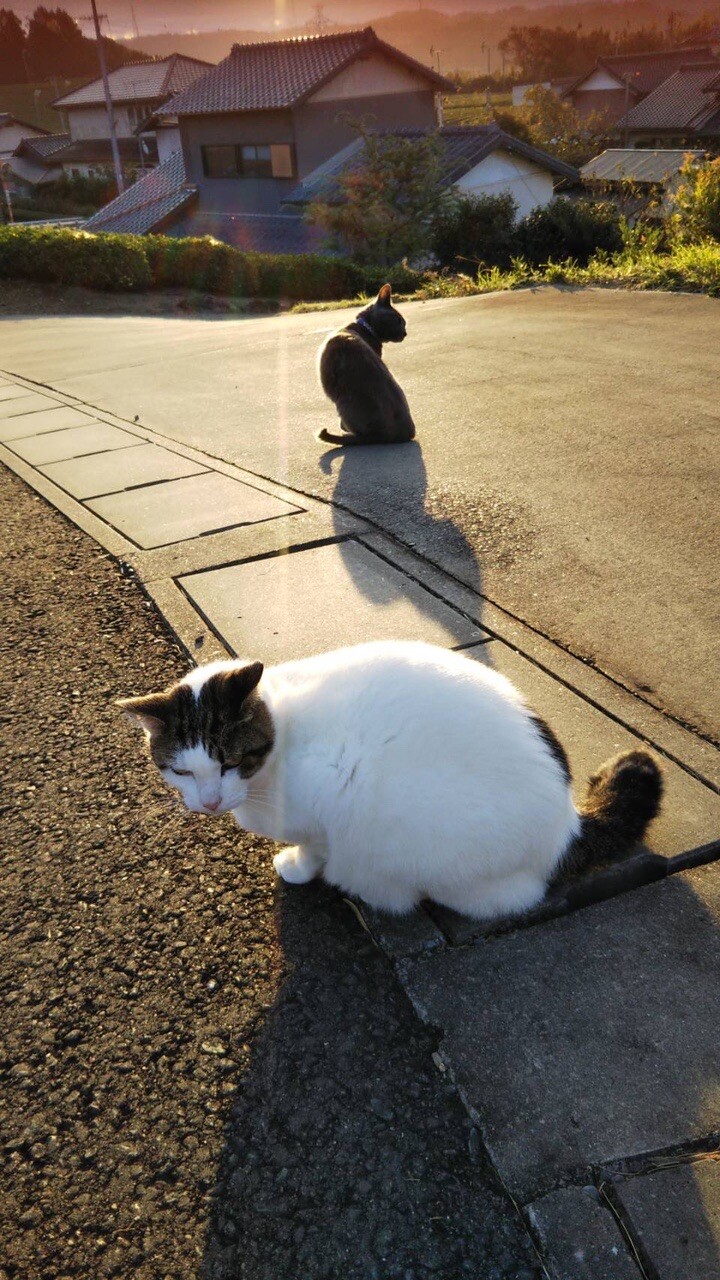 ウチのネコちゃんが超エモいからぜひ見てほ ゆかさんのモーメント Yamap ヤマップ